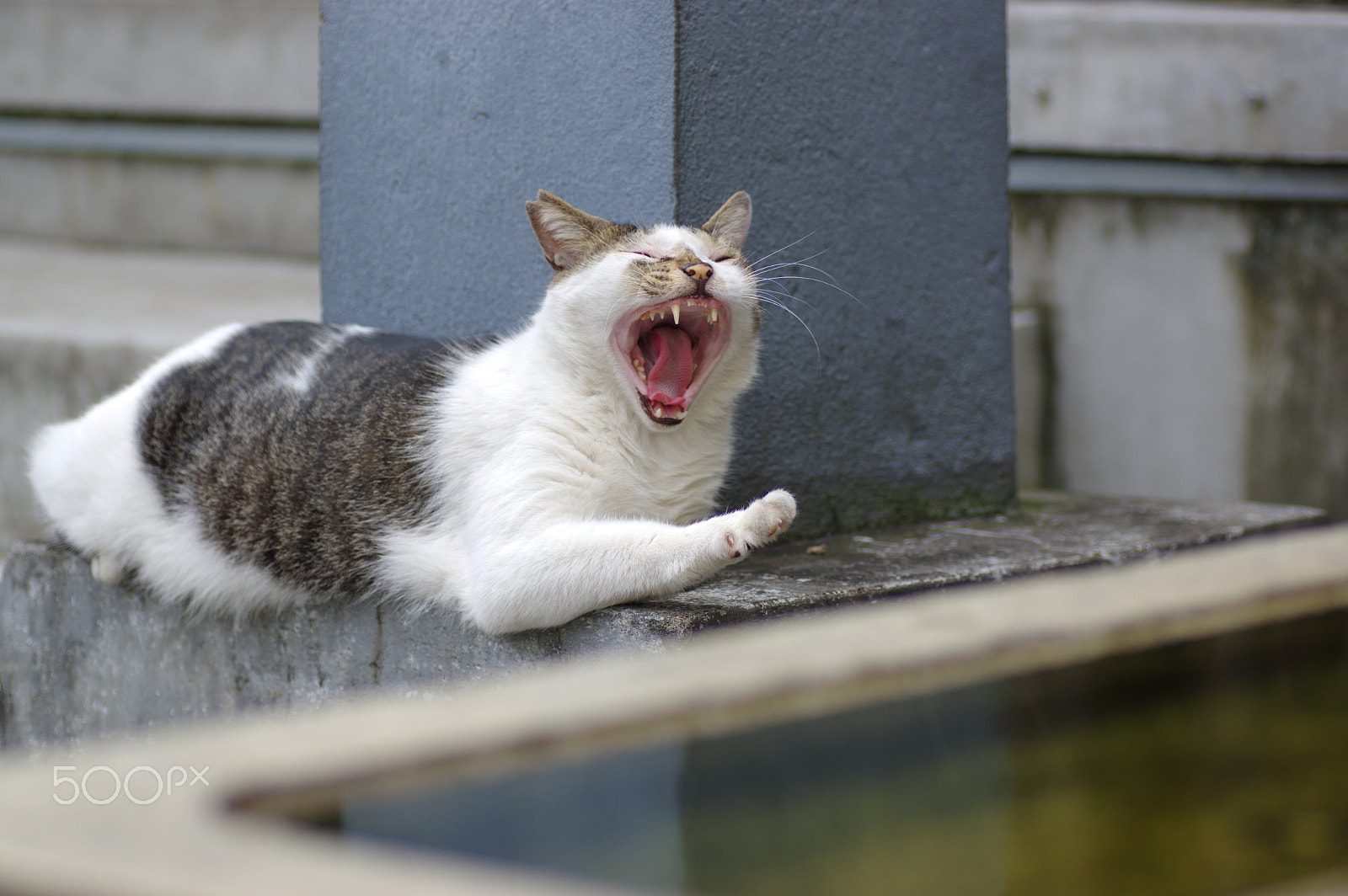 Pentax K-3 + Tamron SP AF 90mm F2.8 Di Macro sample photo. Yawning cat photography