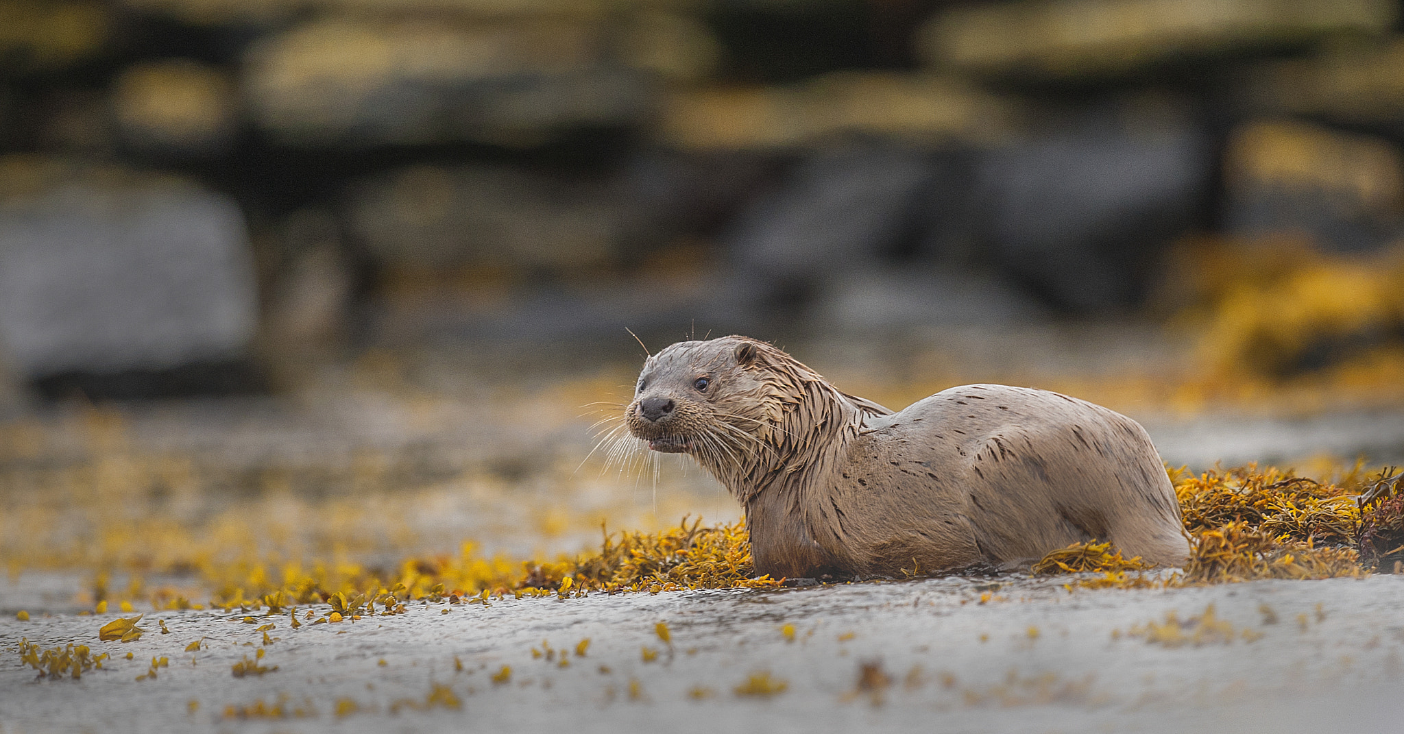 Nikon D700 + Nikon AF-S Nikkor 500mm F4G ED VR sample photo. Otter photography
