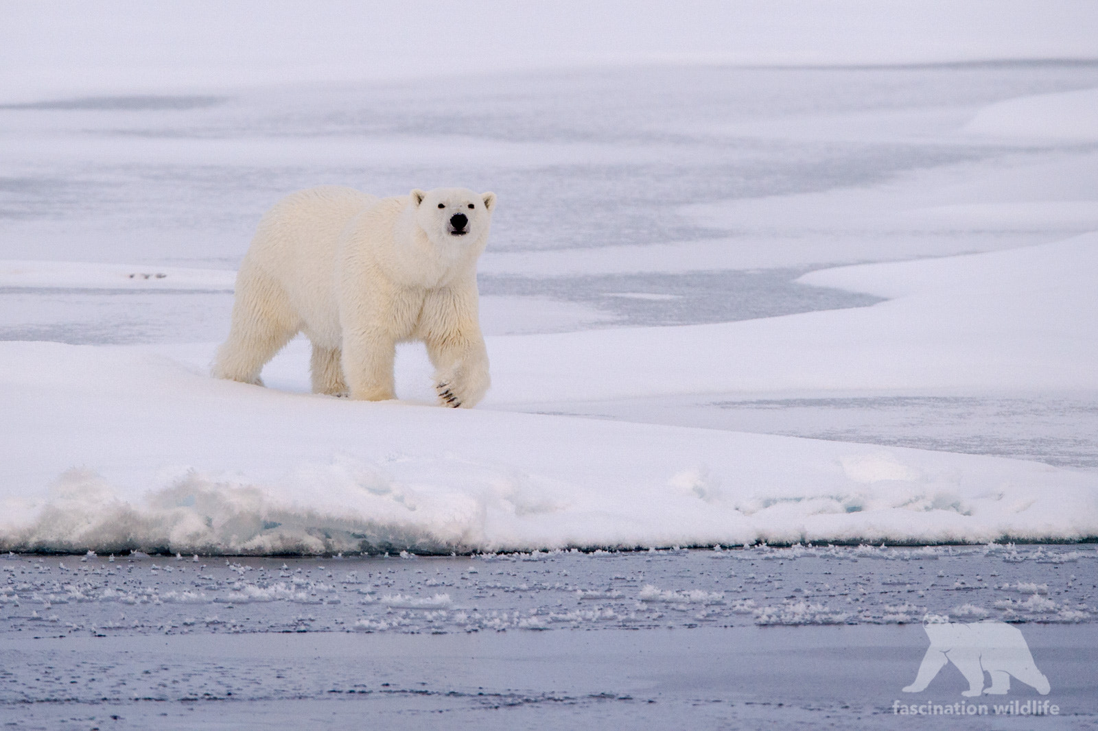 Sigma 150-600mm F5-6.3 DG OS HSM | S sample photo. Polar bear photography