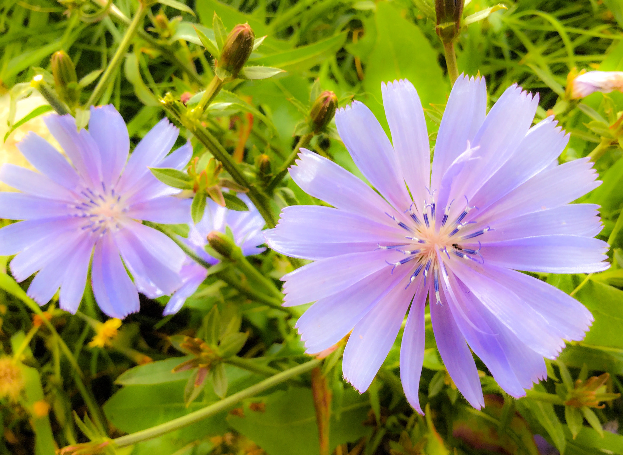 iPad Air 2 back camera 3.3mm f/2.4 sample photo. 'streetflowers2' photography