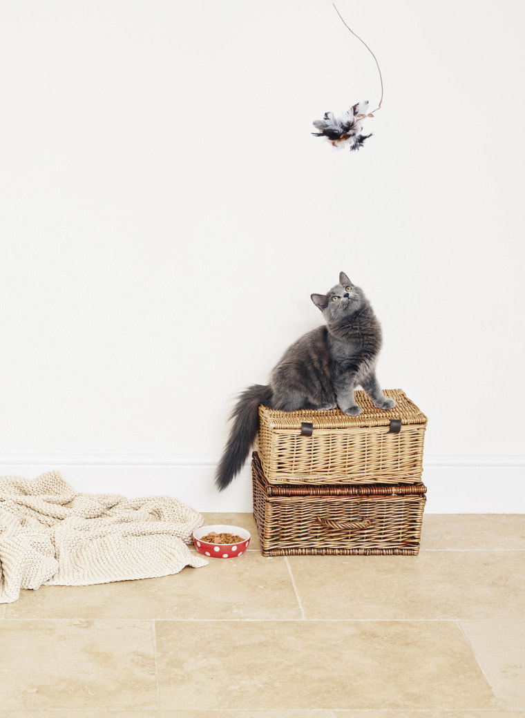 Phase One IQ160 sample photo. New pet helpline from tesco bank! photography