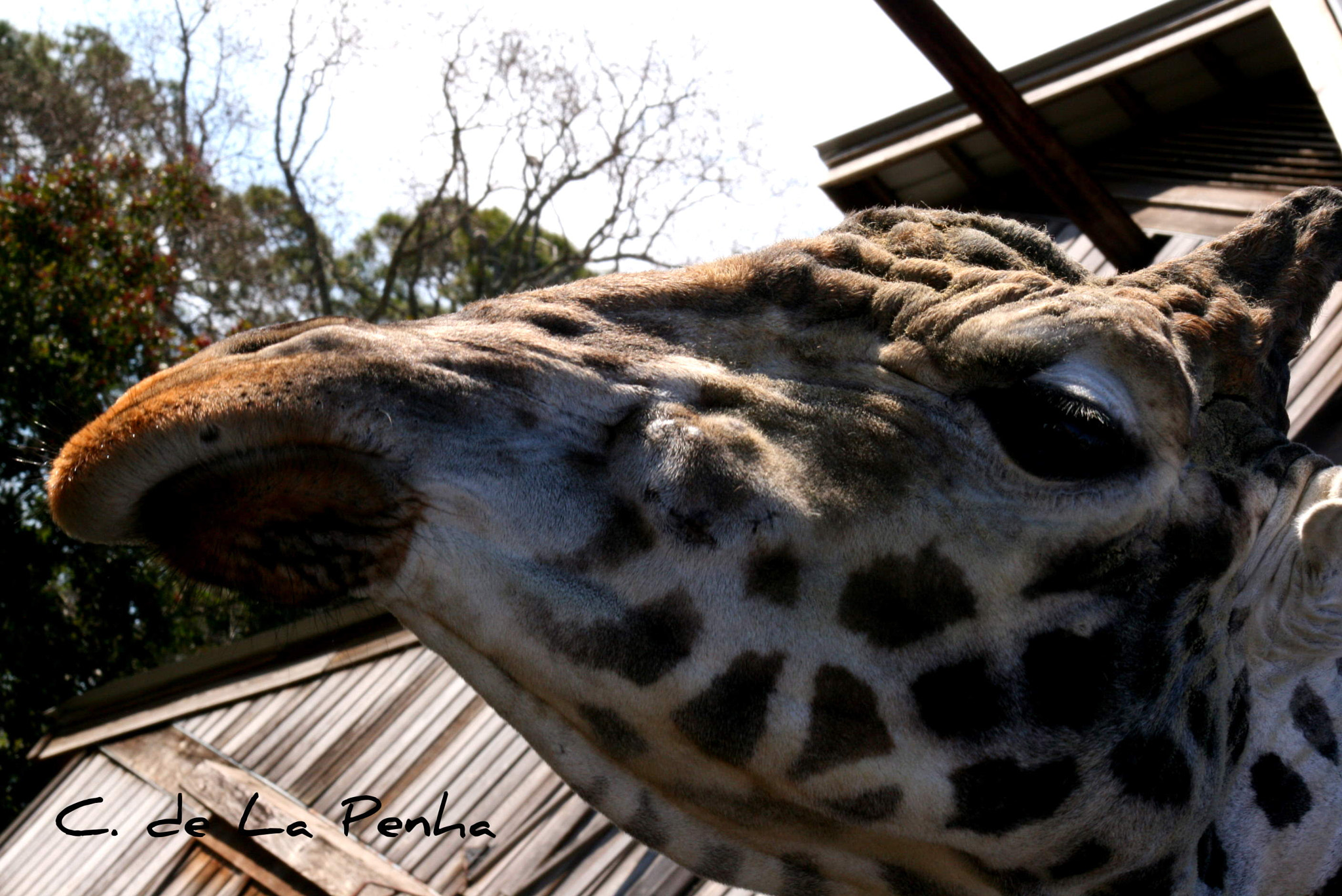 Canon EOS 400D (EOS Digital Rebel XTi / EOS Kiss Digital X) sample photo. Giraffe o photography