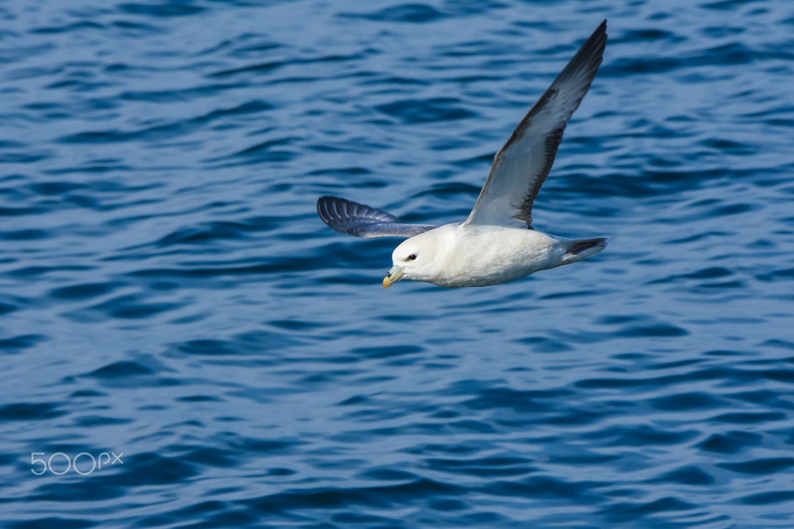 Tamron SP 150-600mm F5-6.3 Di VC USD sample photo. An icelandic seagull  photography