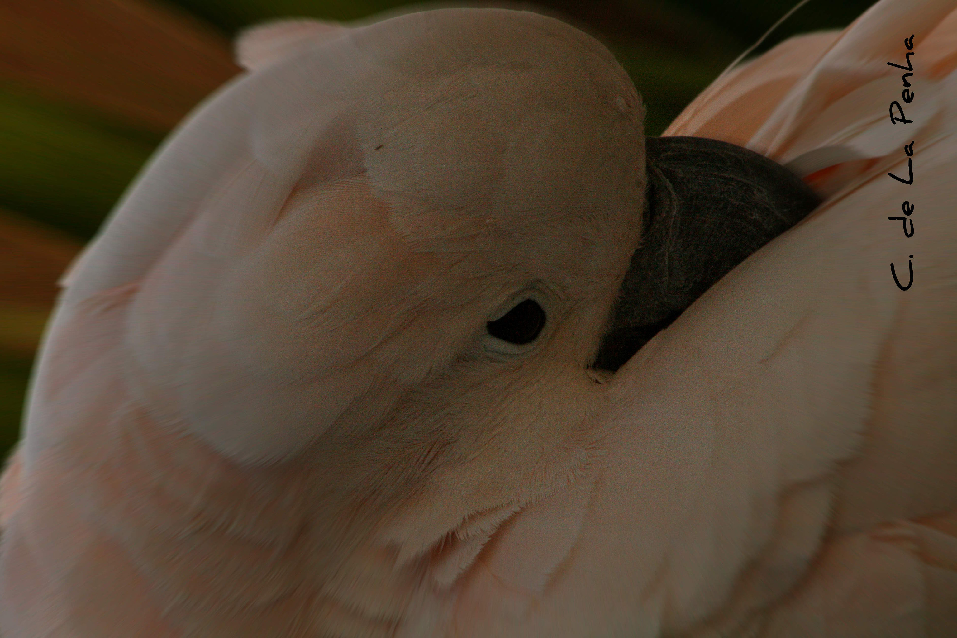 Canon EOS 400D (EOS Digital Rebel XTi / EOS Kiss Digital X) sample photo. Parrot close up o photography