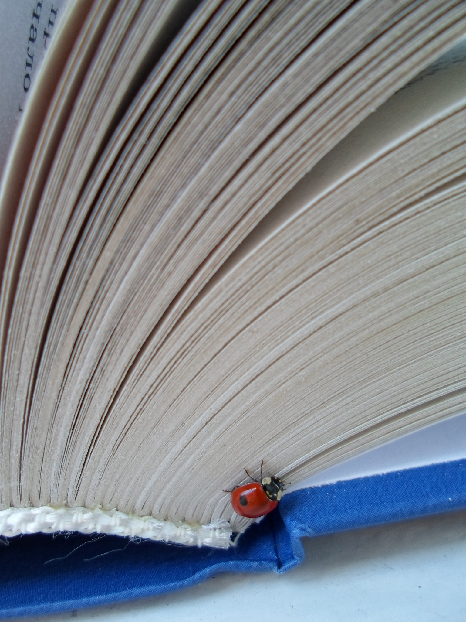 Samsung ST66 / ST68 sample photo. Book and ladybug photography