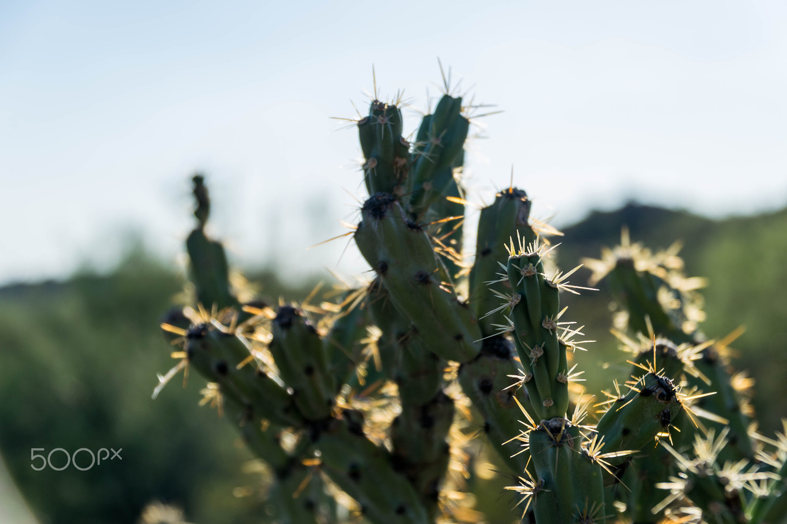 Nikon D3300 + Tamron 18-270mm F3.5-6.3 Di II VC PZD sample photo. Cactus 1 photography