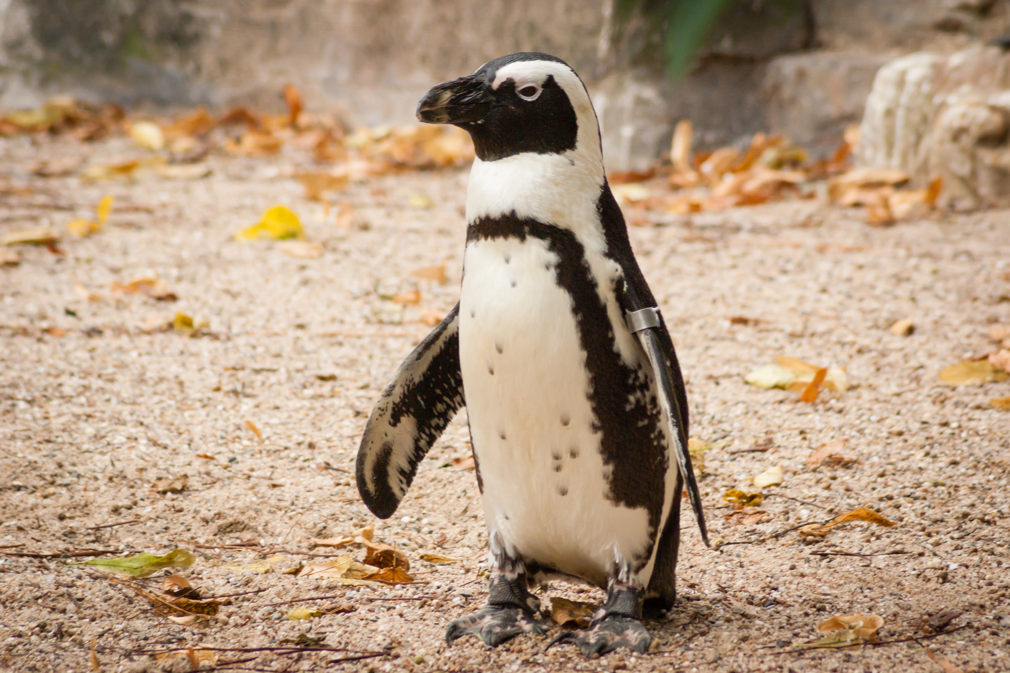 Pentax K10D sample photo. African or black-footed penguin standing. photography