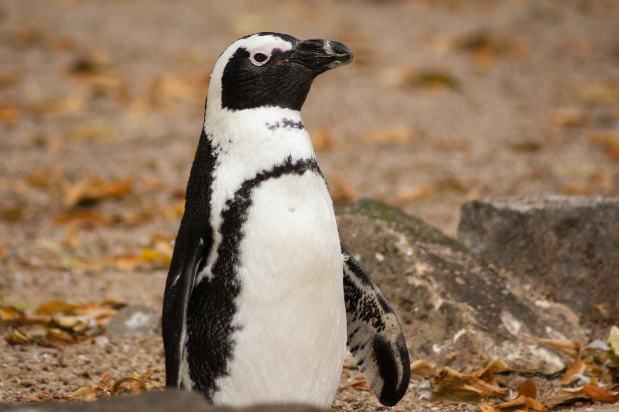 Pentax K10D sample photo. African or black-footed penguin portrait. photography