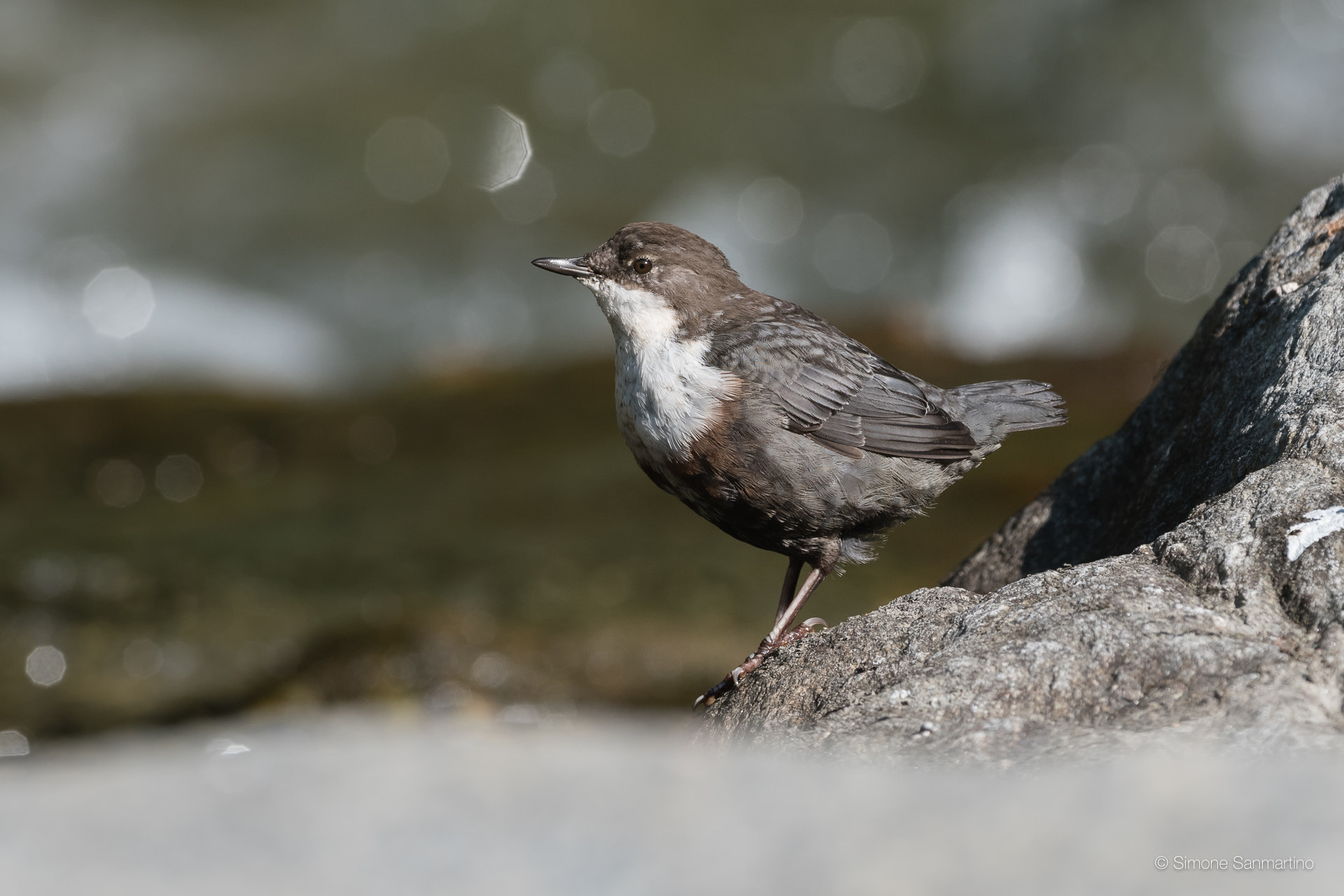 Sigma 500mm F4.5 EX DG HSM sample photo. Dipper - merlo acquaiolo photography