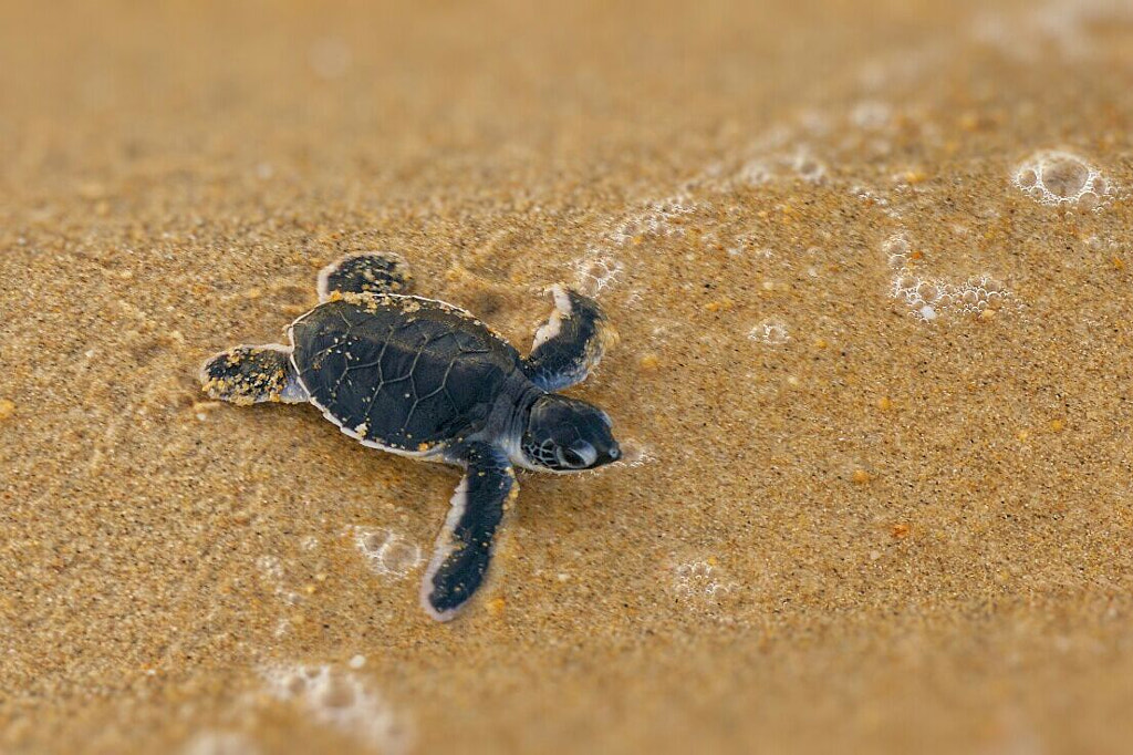 1st Swimming Lesson by Rodzan Yus on 500px.com