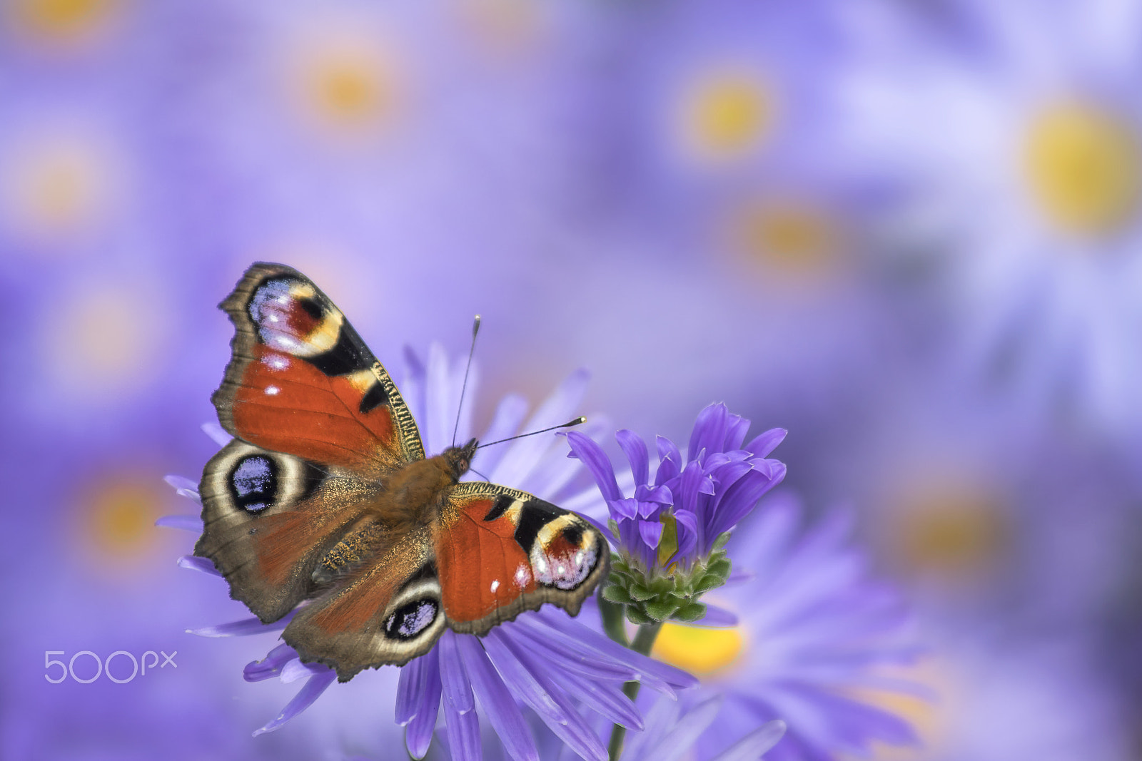 Canon EOS 80D + Canon EF 70-200mm F4L IS USM sample photo. Aglais io photography