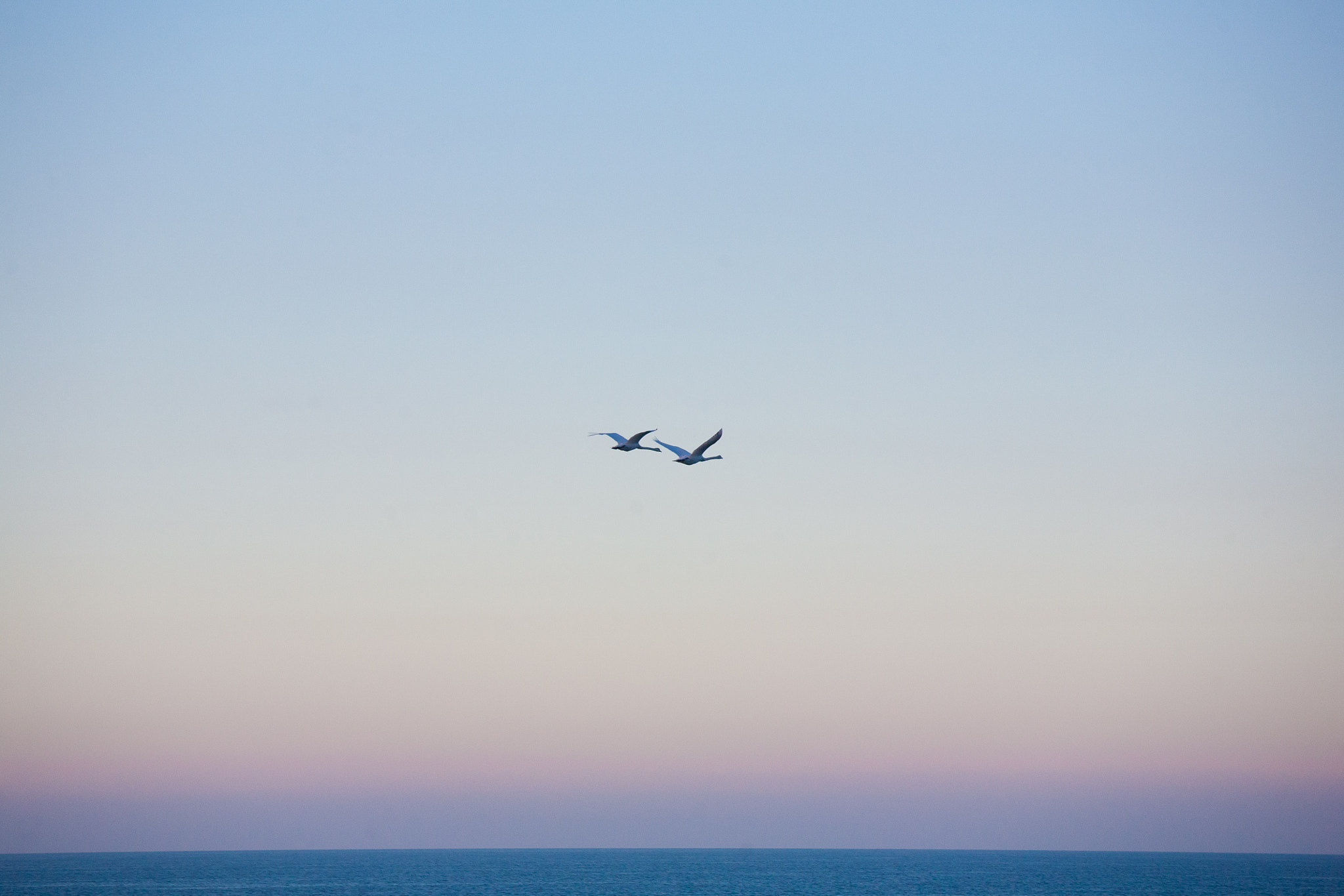 Canon EOS 5D + Canon EF 70-200mm F4L IS USM sample photo. Swans photography