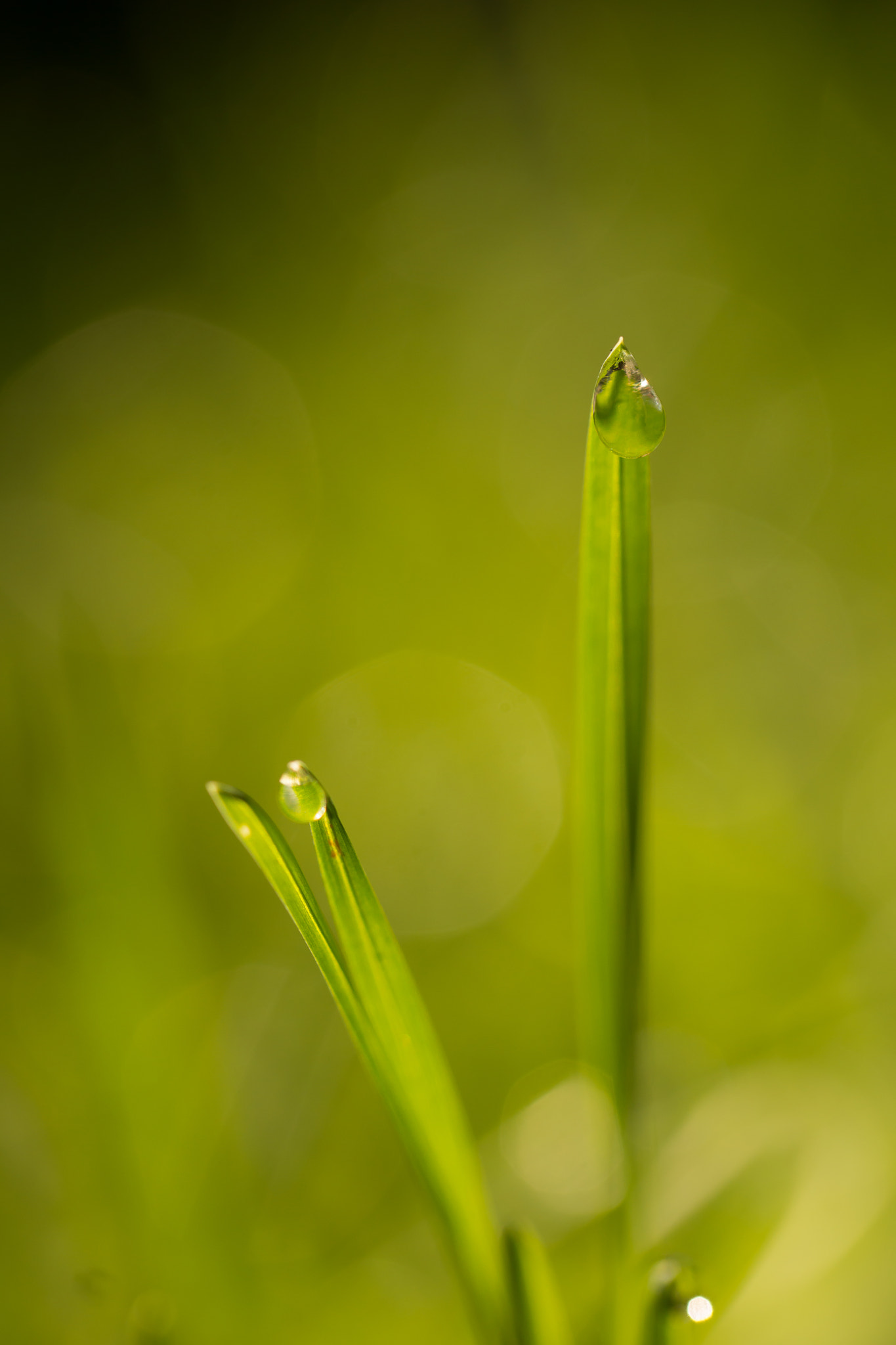 Sony SLT-A65 (SLT-A65V) sample photo. Gras met dauw photography