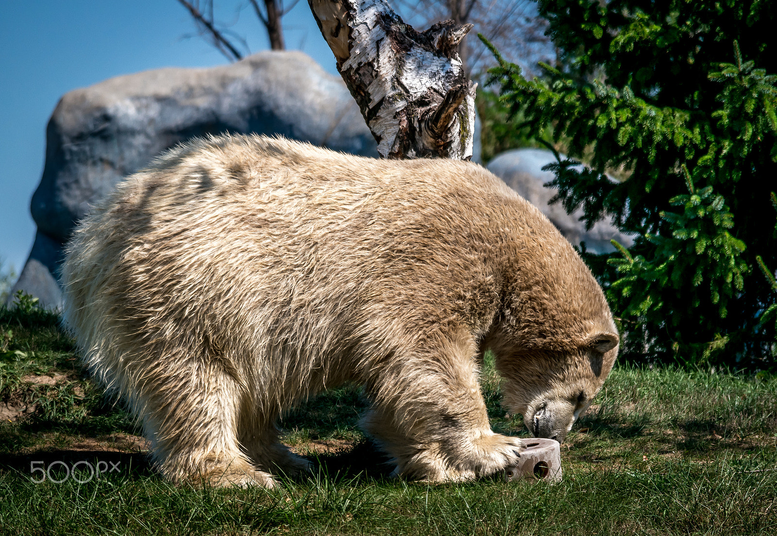 Samsung NX1000 + Samsung NX 50-200mm F4-5.6 ED OIS sample photo. Polar bear photography