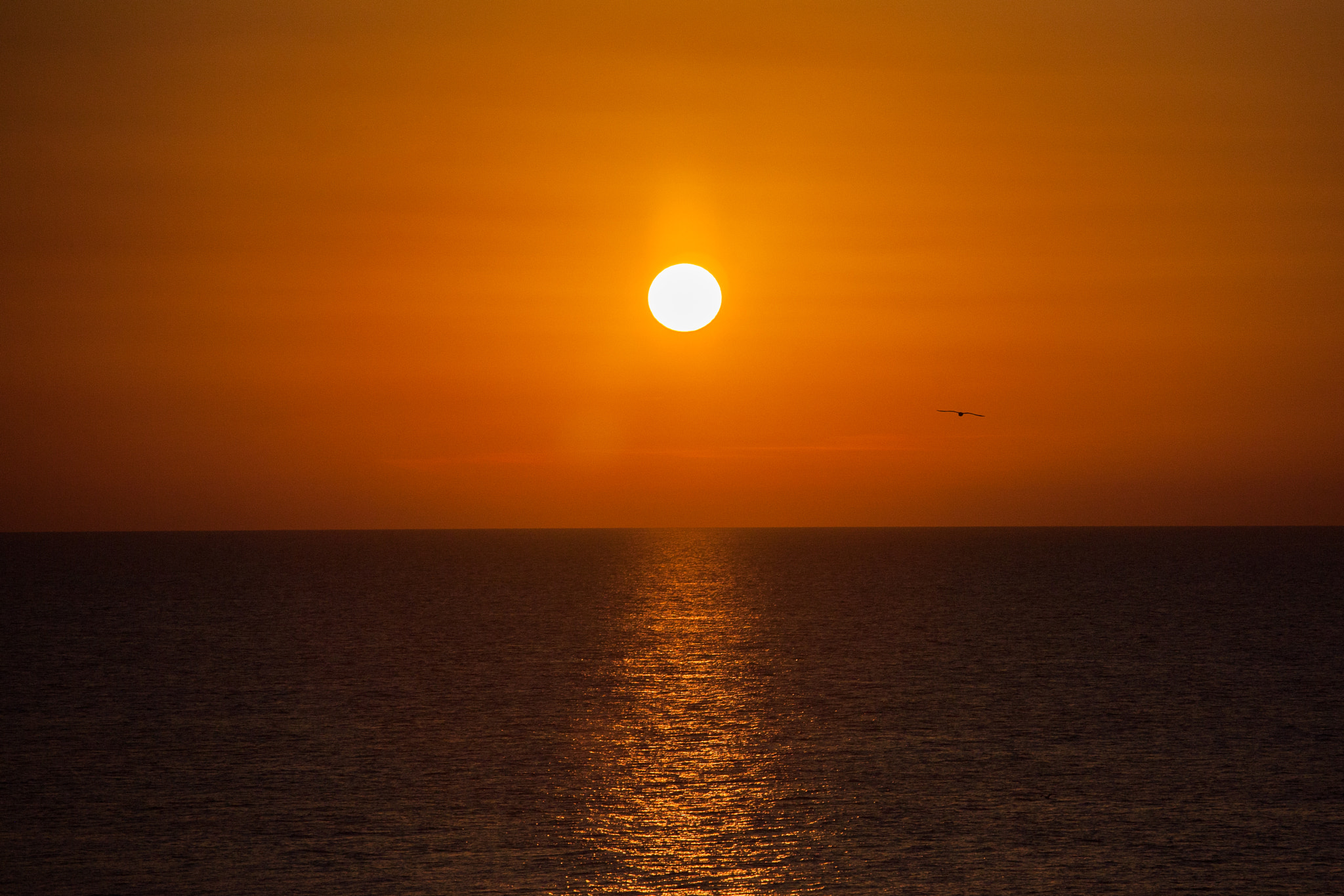 Canon EOS 5D + Canon EF 70-200mm F4L IS USM sample photo. Bird photography