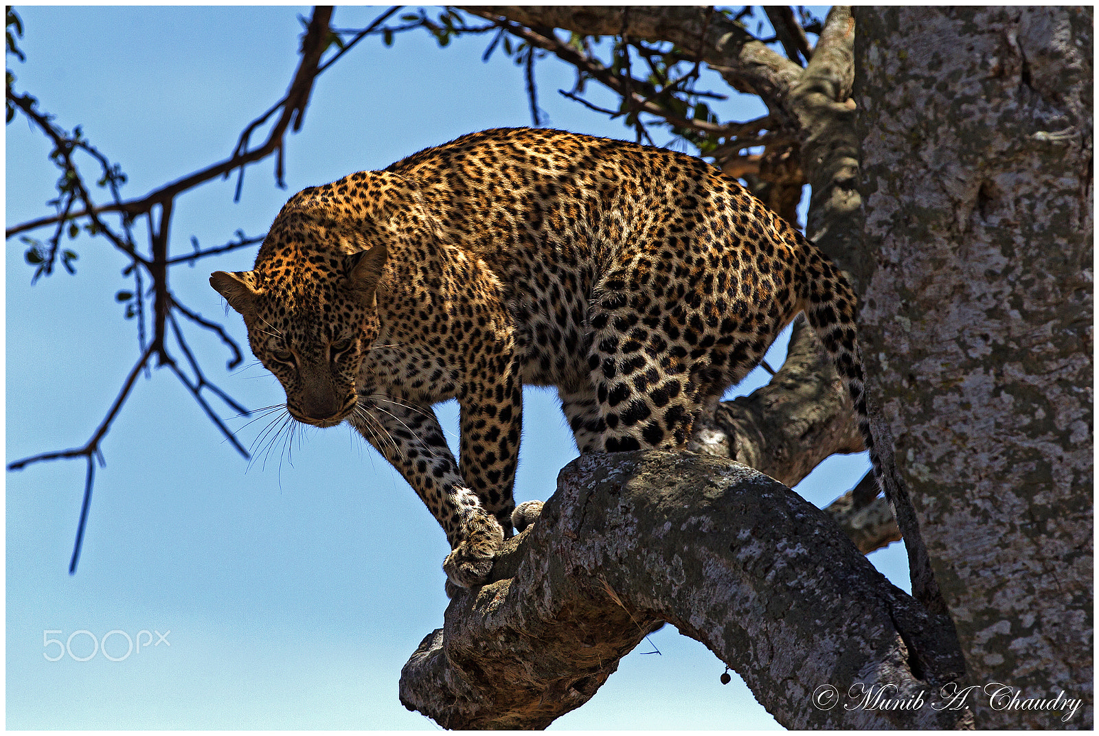 Canon EF 400mm F2.8L IS USM sample photo. Watchful steps! photography