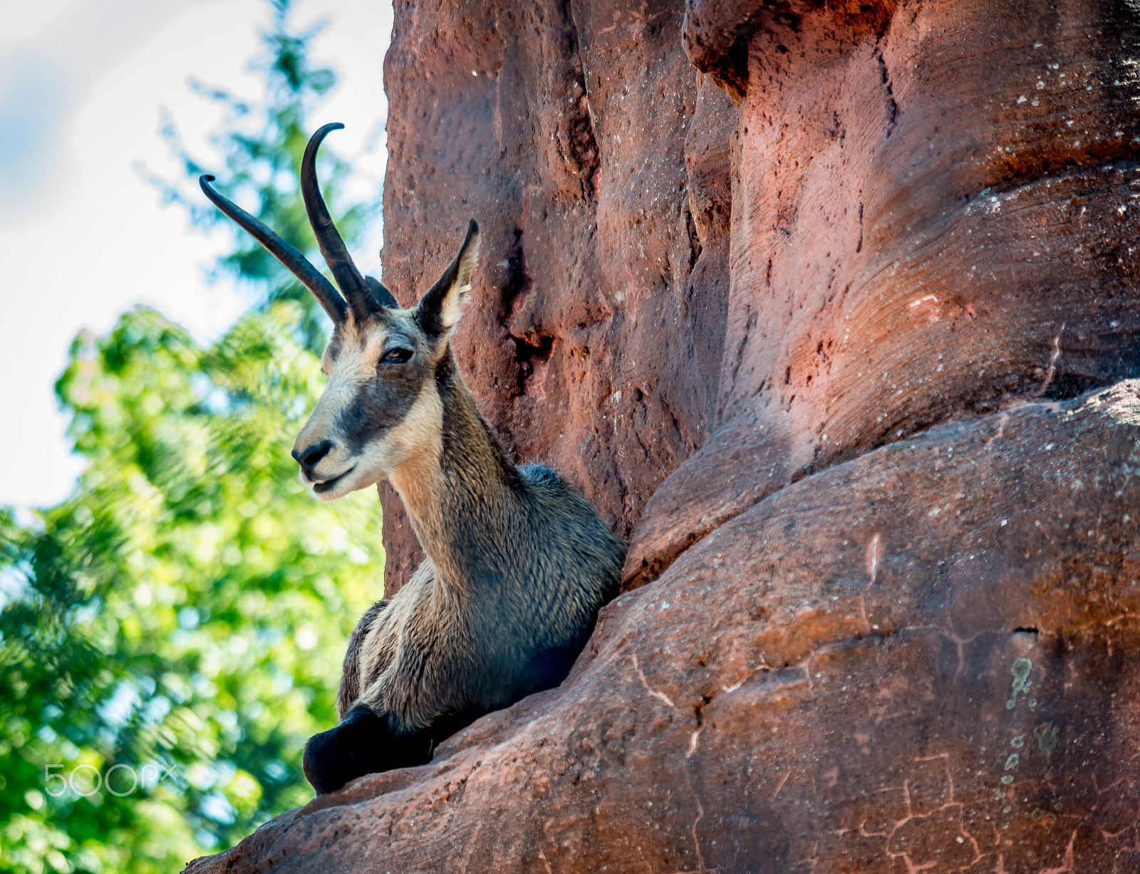 Samsung NX1000 + Samsung NX 50-200mm F4-5.6 ED OIS sample photo. Antelope photography