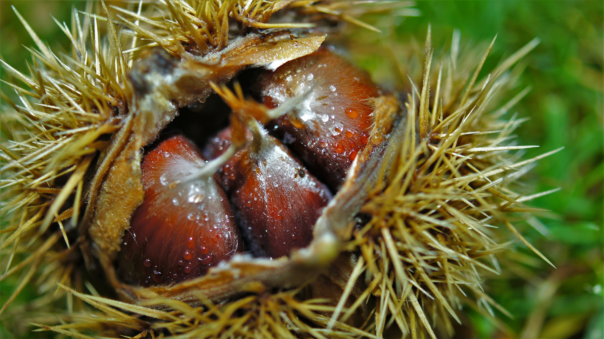 Sony DT 30mm F2.8 Macro SAM sample photo. Chestnut photography