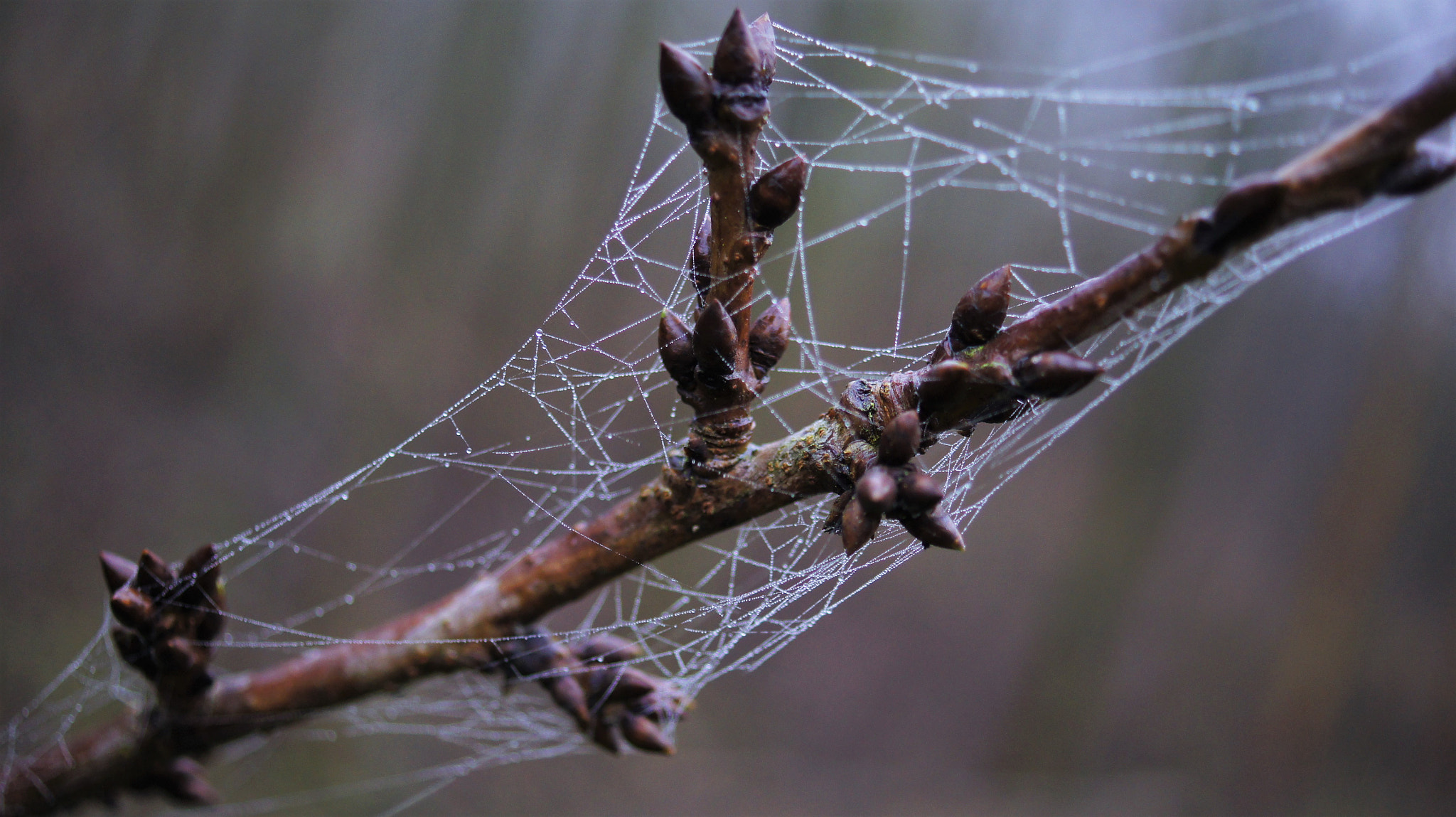 Sony SLT-A33 + Sony DT 30mm F2.8 Macro SAM sample photo. Spider's web photography