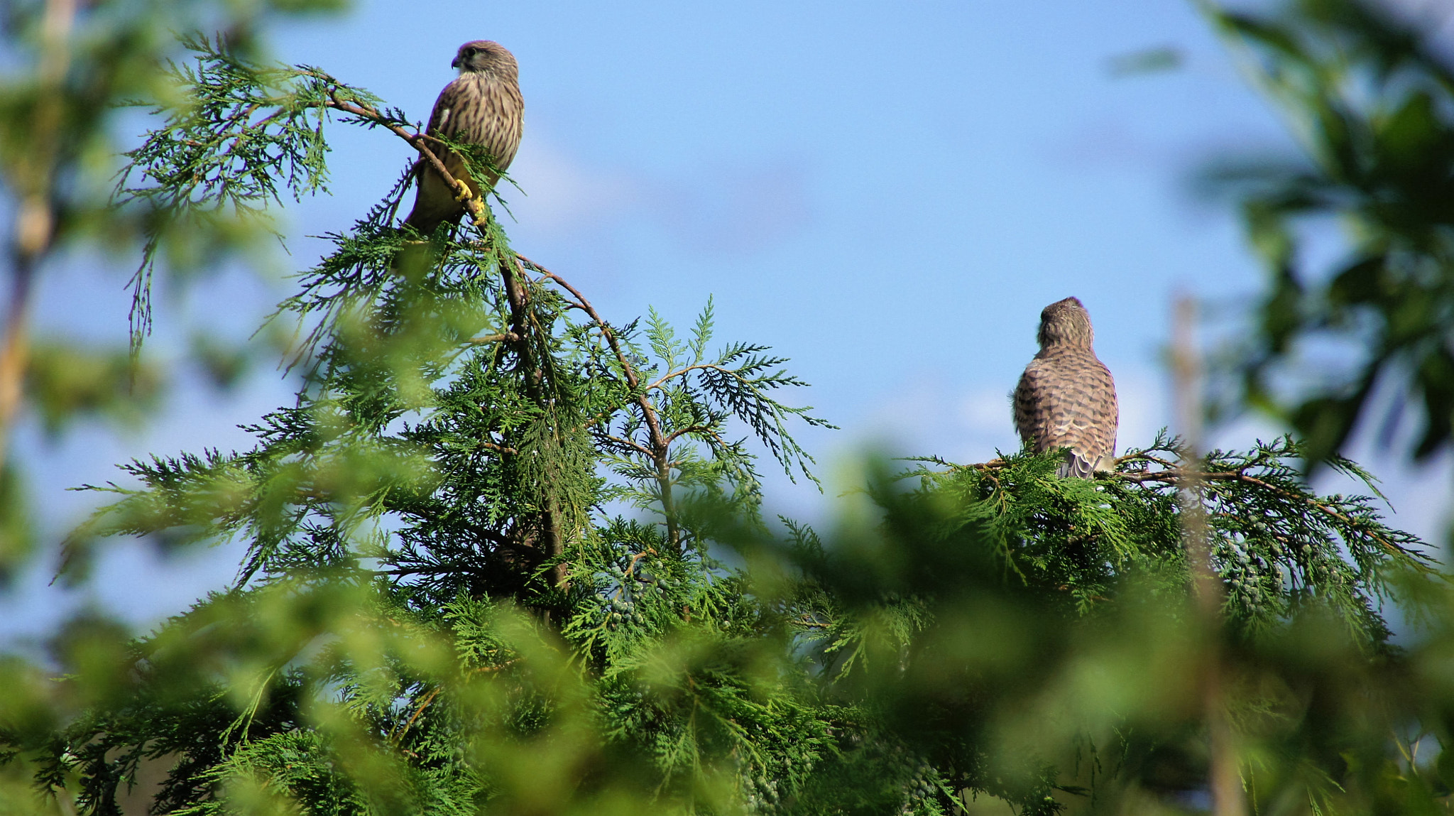 Sony SLT-A33 sample photo. Kestrels photography