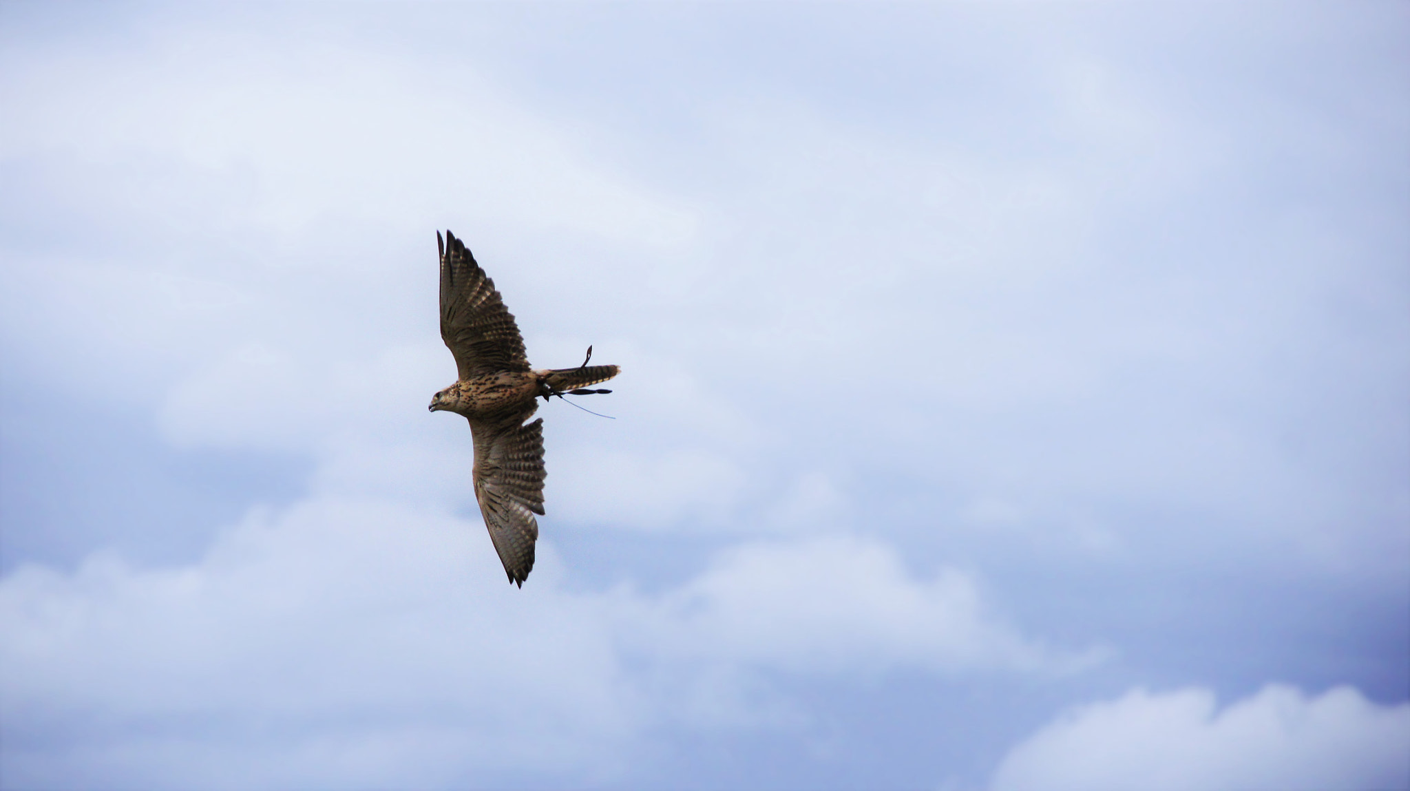 Sony SLT-A33 sample photo. Kestrel photography