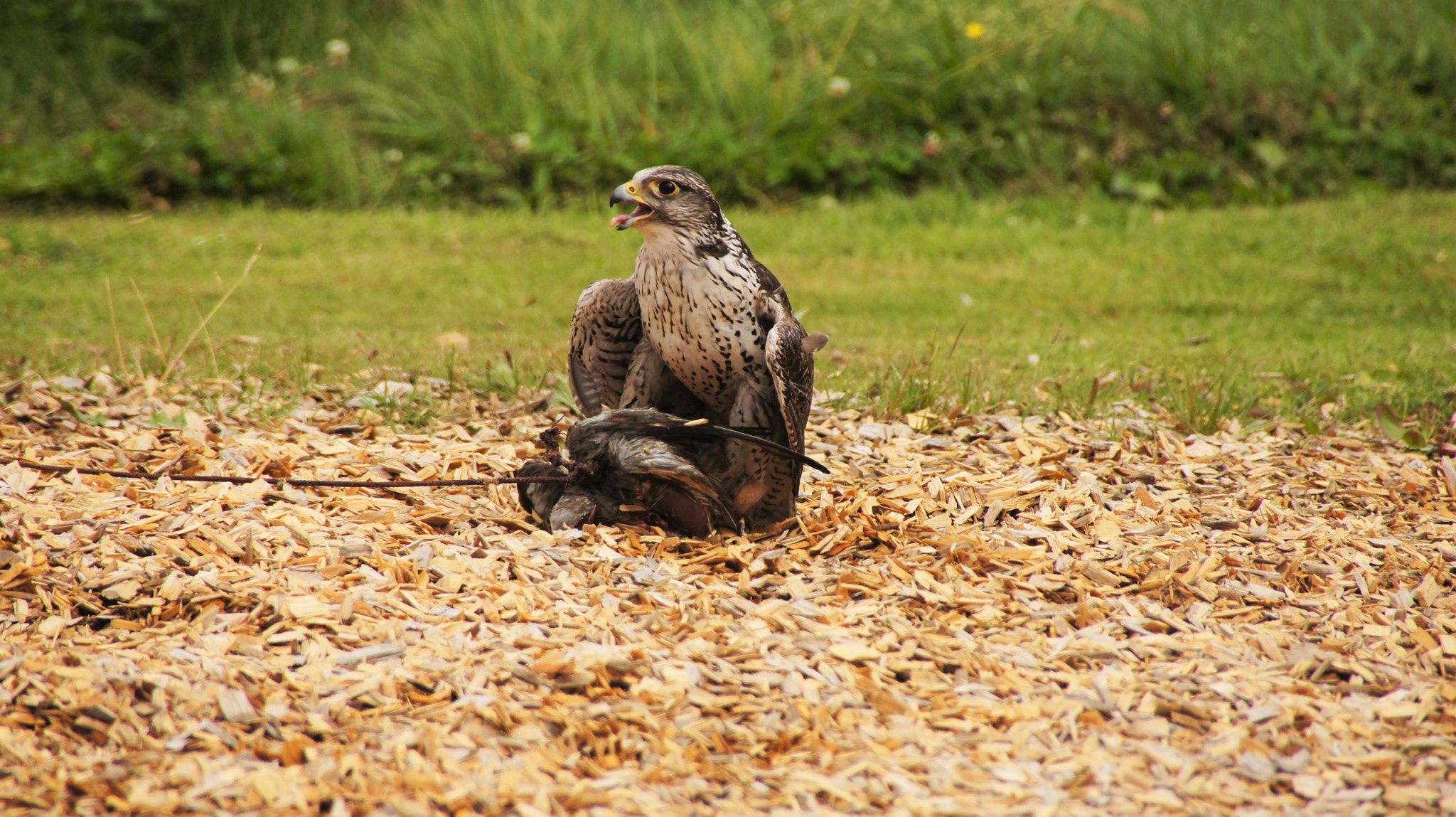 Sony SLT-A33 sample photo. Falcon photography