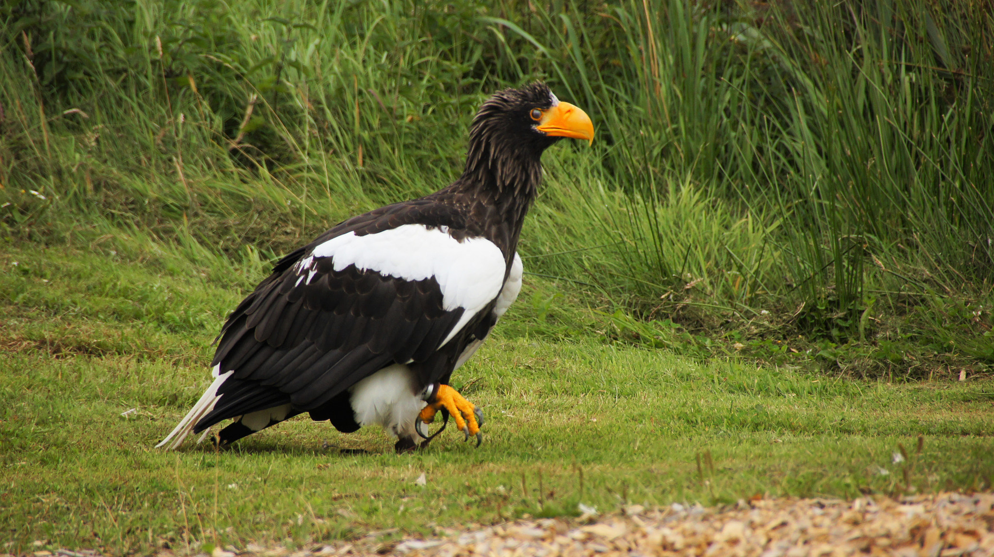 Sony SLT-A33 sample photo. Eagle photography
