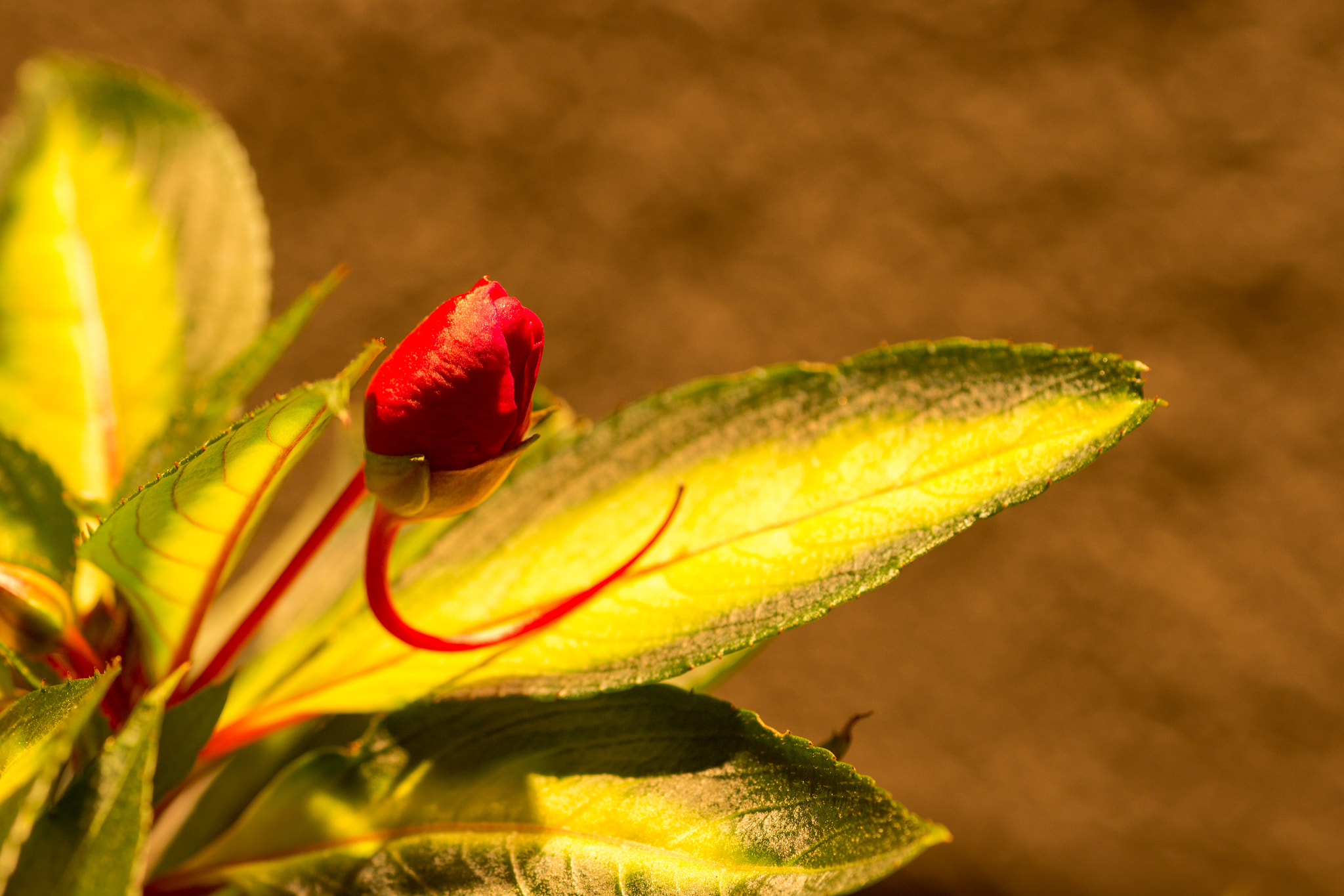 Canon EOS 700D (EOS Rebel T5i / EOS Kiss X7i) + Tamron SP AF 90mm F2.8 Di Macro sample photo. Flower photography