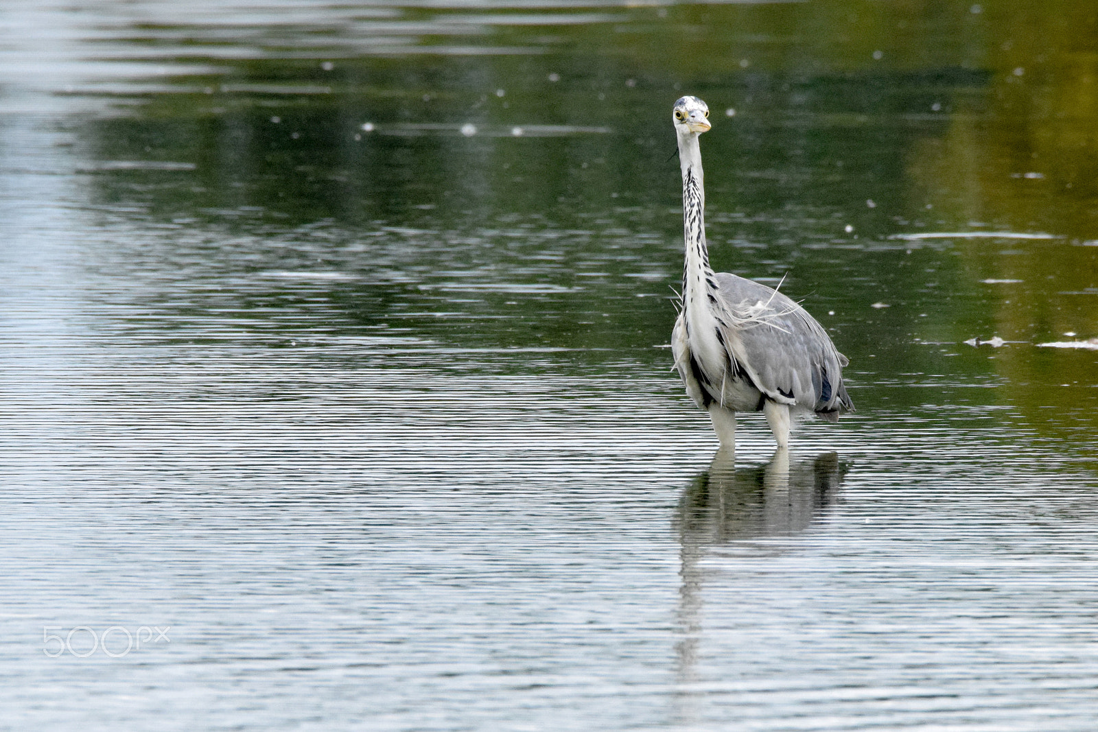 Tamron SP 150-600mm F5-6.3 Di VC USD sample photo. Heron bird. photography