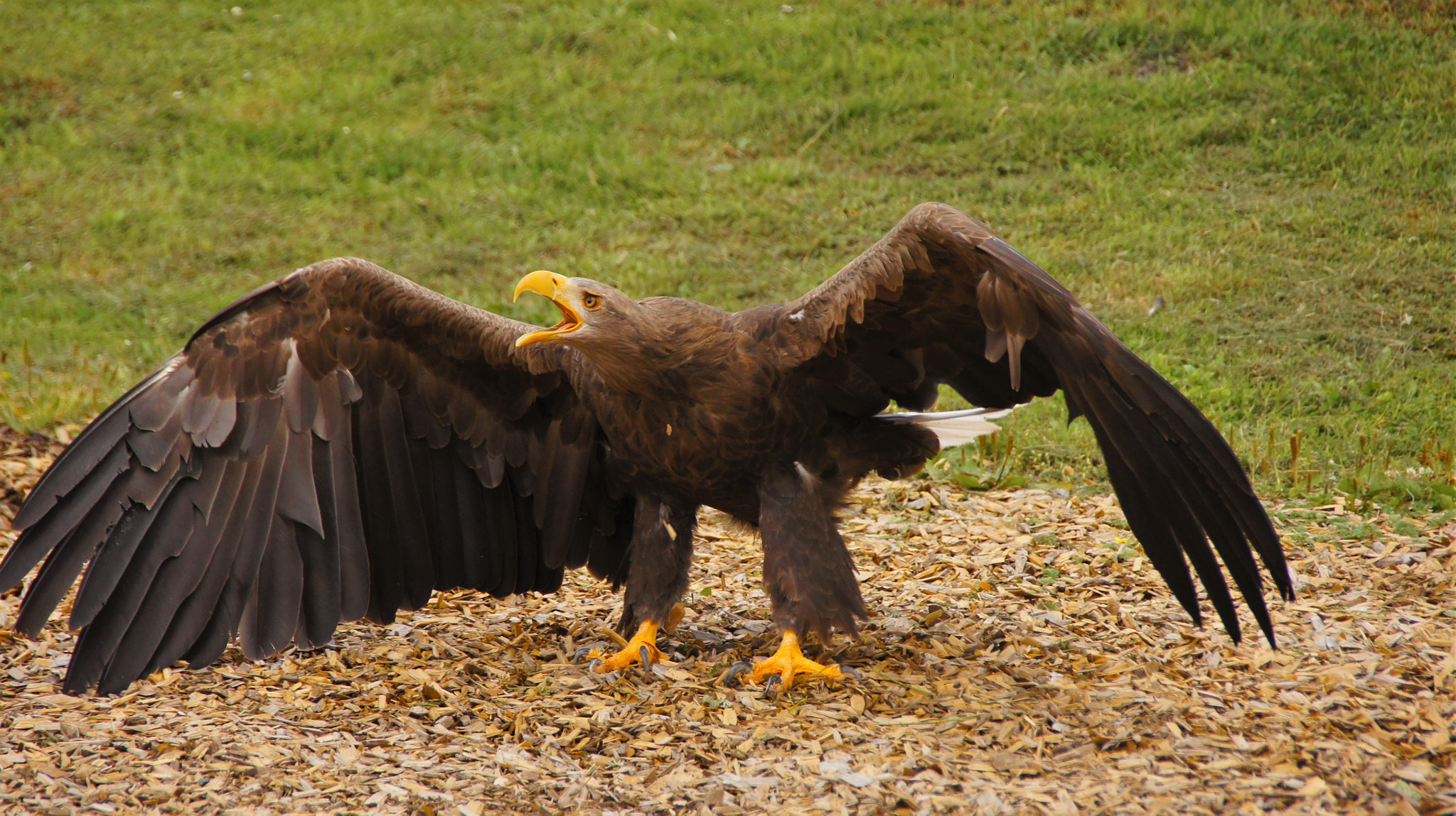 Sony SLT-A33 sample photo. Eagle photography