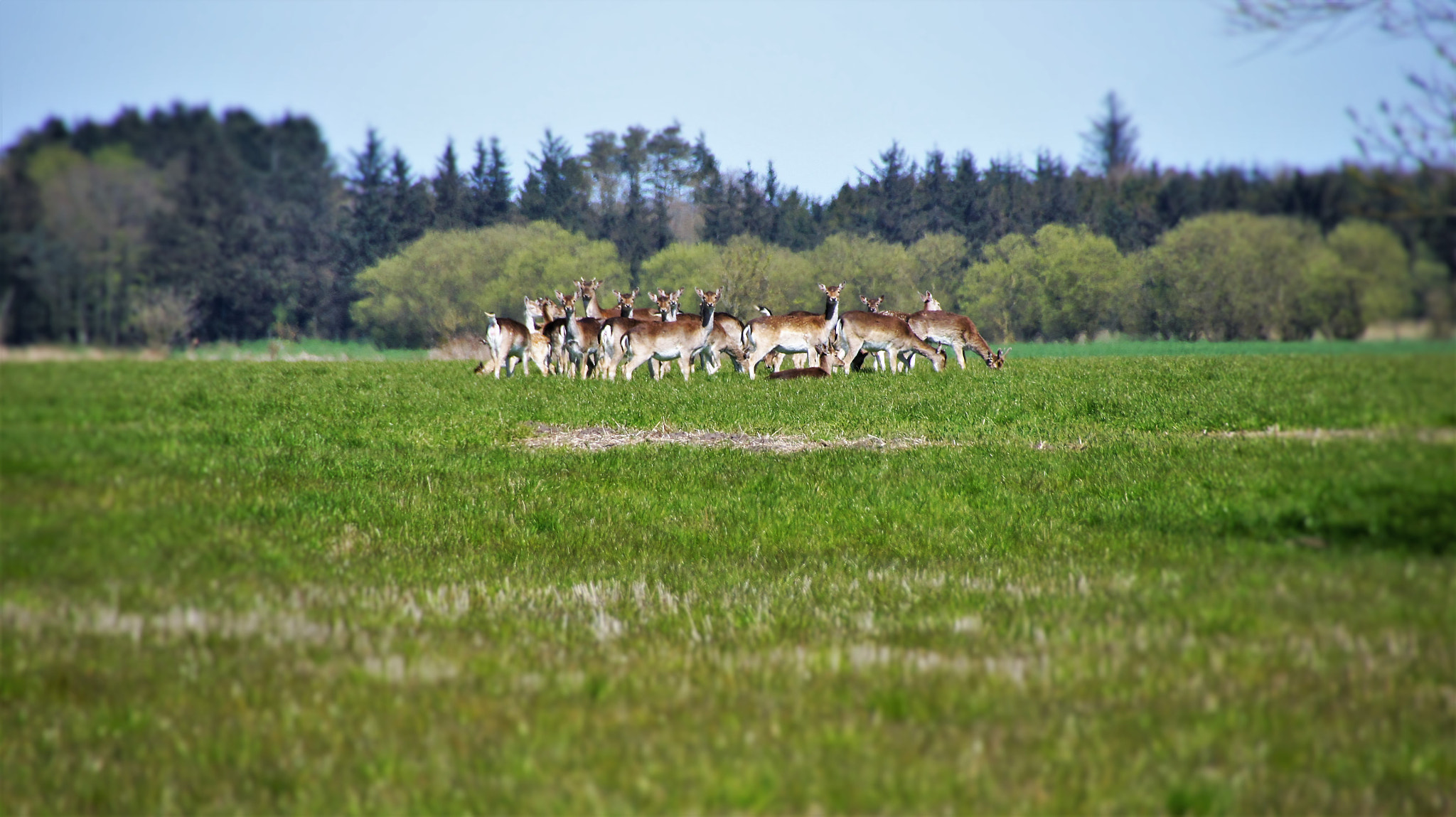 Sony SLT-A33 sample photo. Fallow deer photography