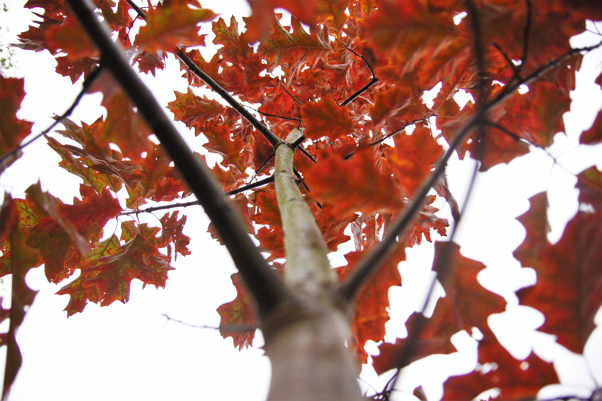Sony SLT-A33 sample photo. Fall photography