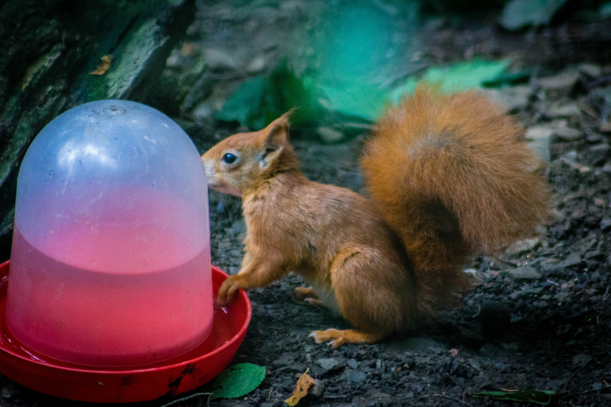 Canon EF 75-300mm f/4-5.6 USM sample photo. Red squirrel photography