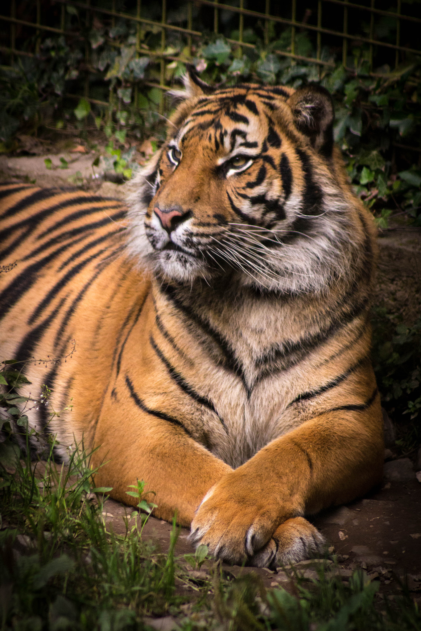 Canon EF 75-300mm f/4-5.6 USM sample photo. Chillin' photography