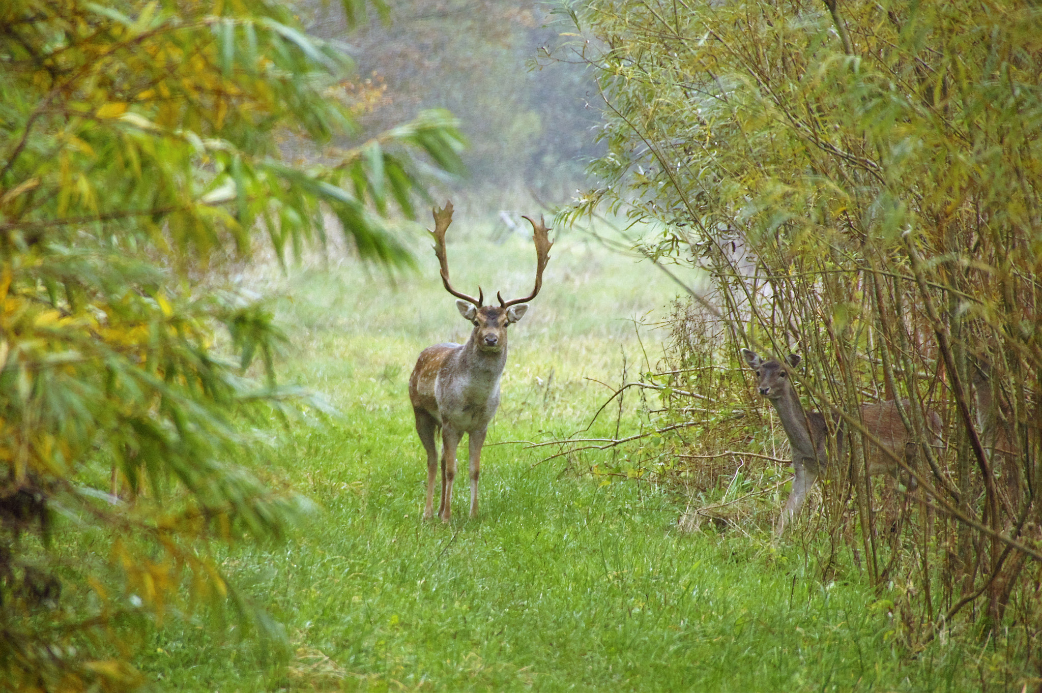 Sony SLT-A33 sample photo. Fallow deer photography