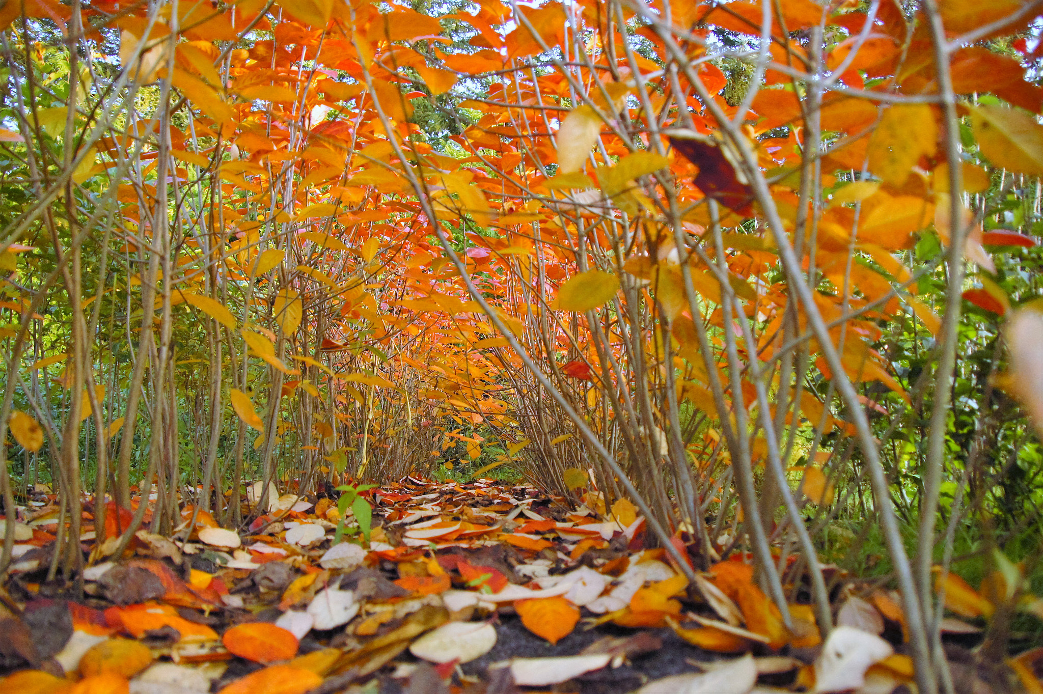 Sony SLT-A33 sample photo. Fall photography