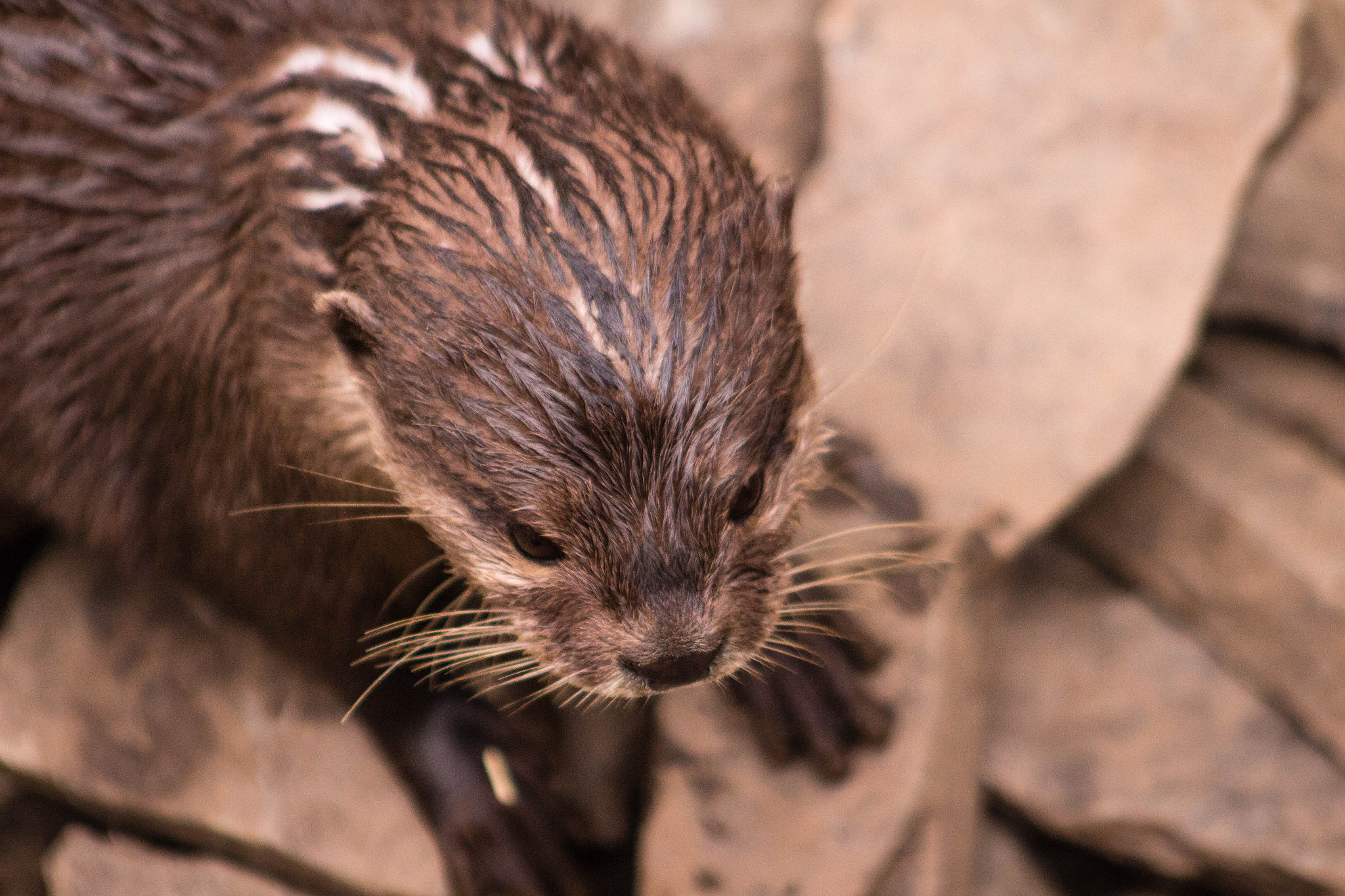 Canon EF 75-300mm f/4-5.6 USM sample photo. Otter you looking at? photography