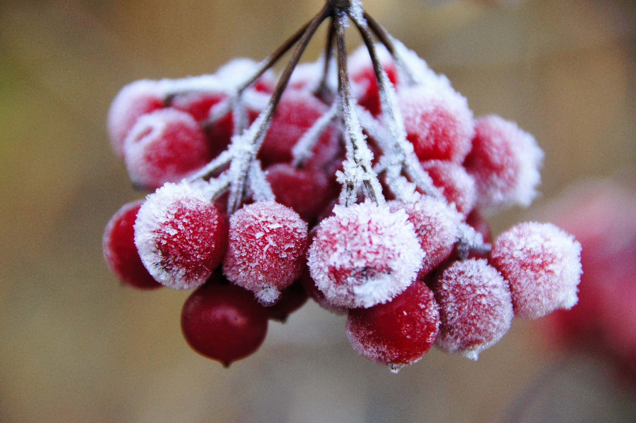 Sony SLT-A33 sample photo. Winter photography