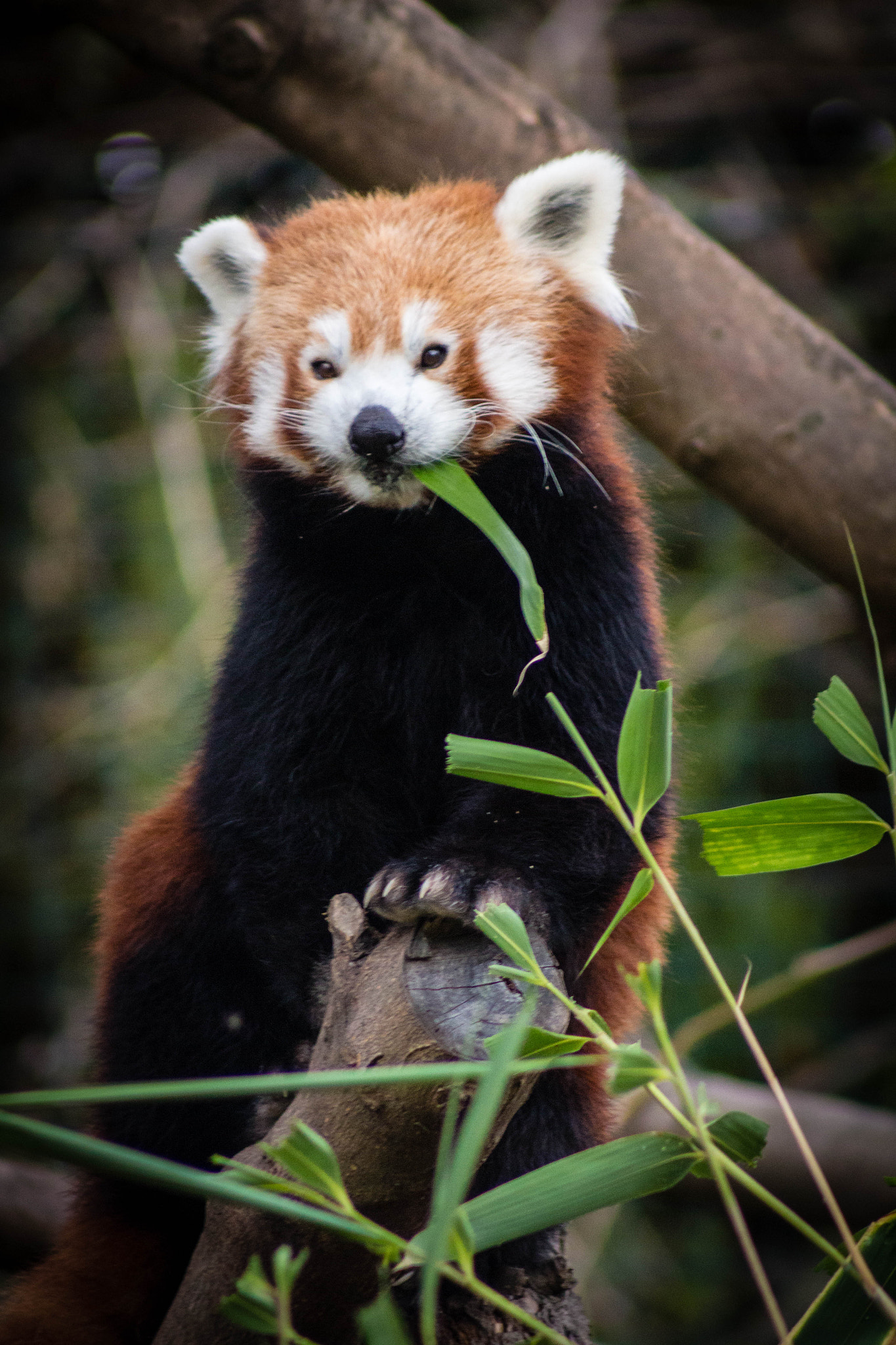 Canon EF 75-300mm f/4-5.6 USM sample photo. Cute photography