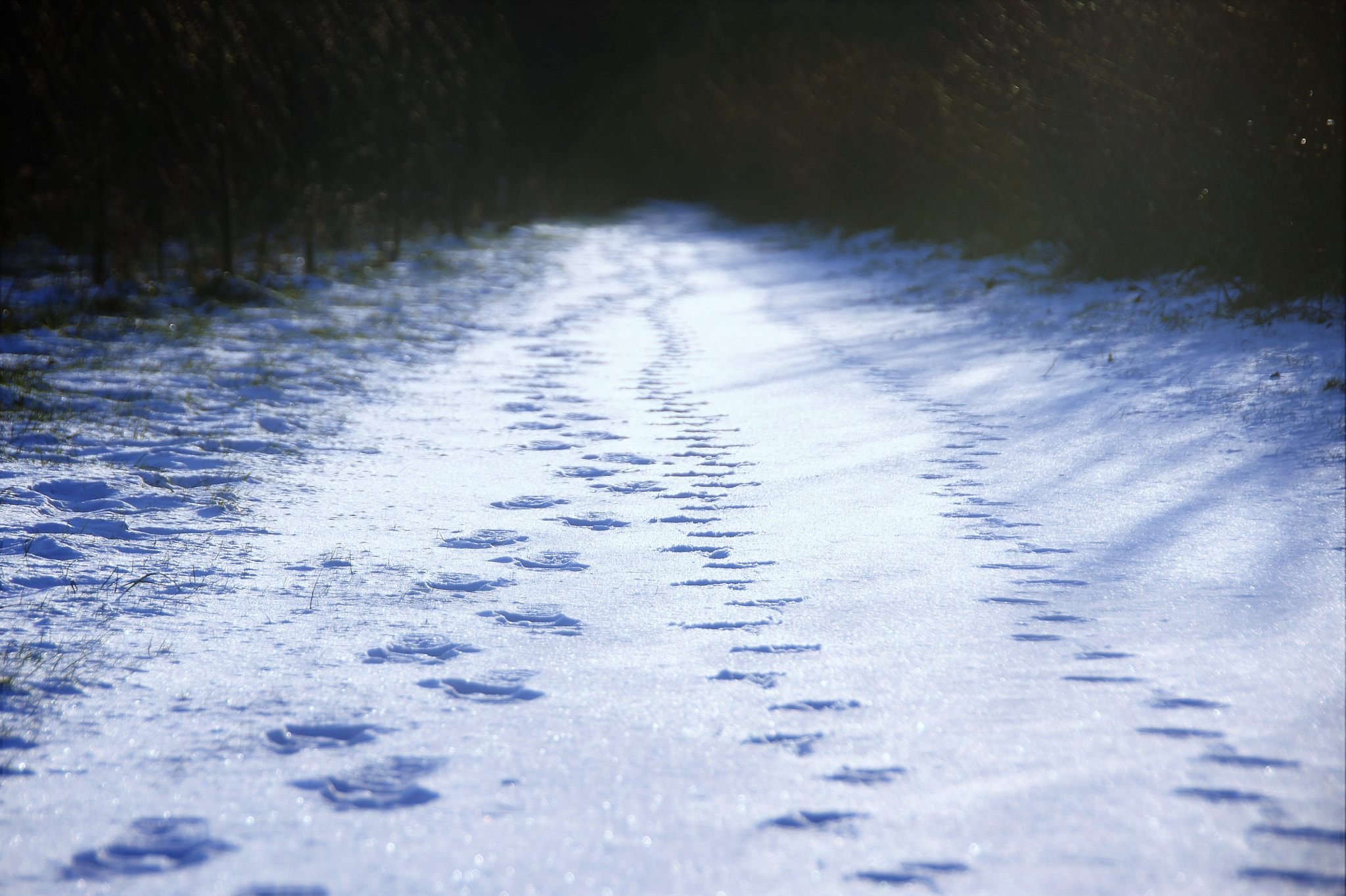 Sony SLT-A33 sample photo. Winter photography