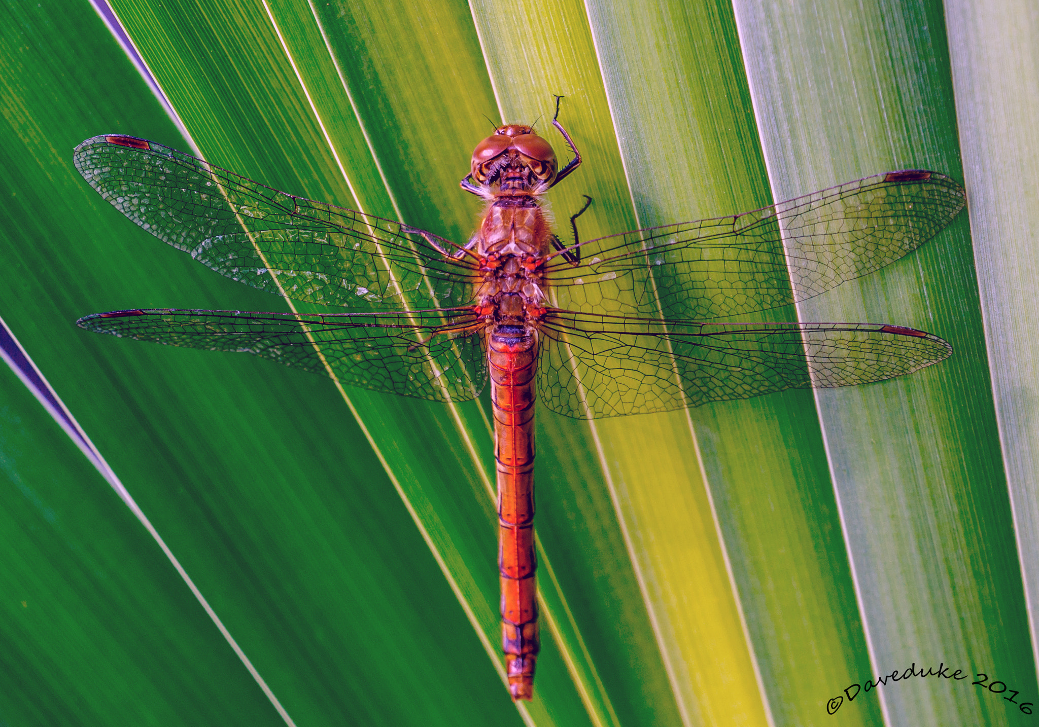 Sony FE 70-300mm F4.5-5.6 G OSS sample photo. Red darter dragonfly photography