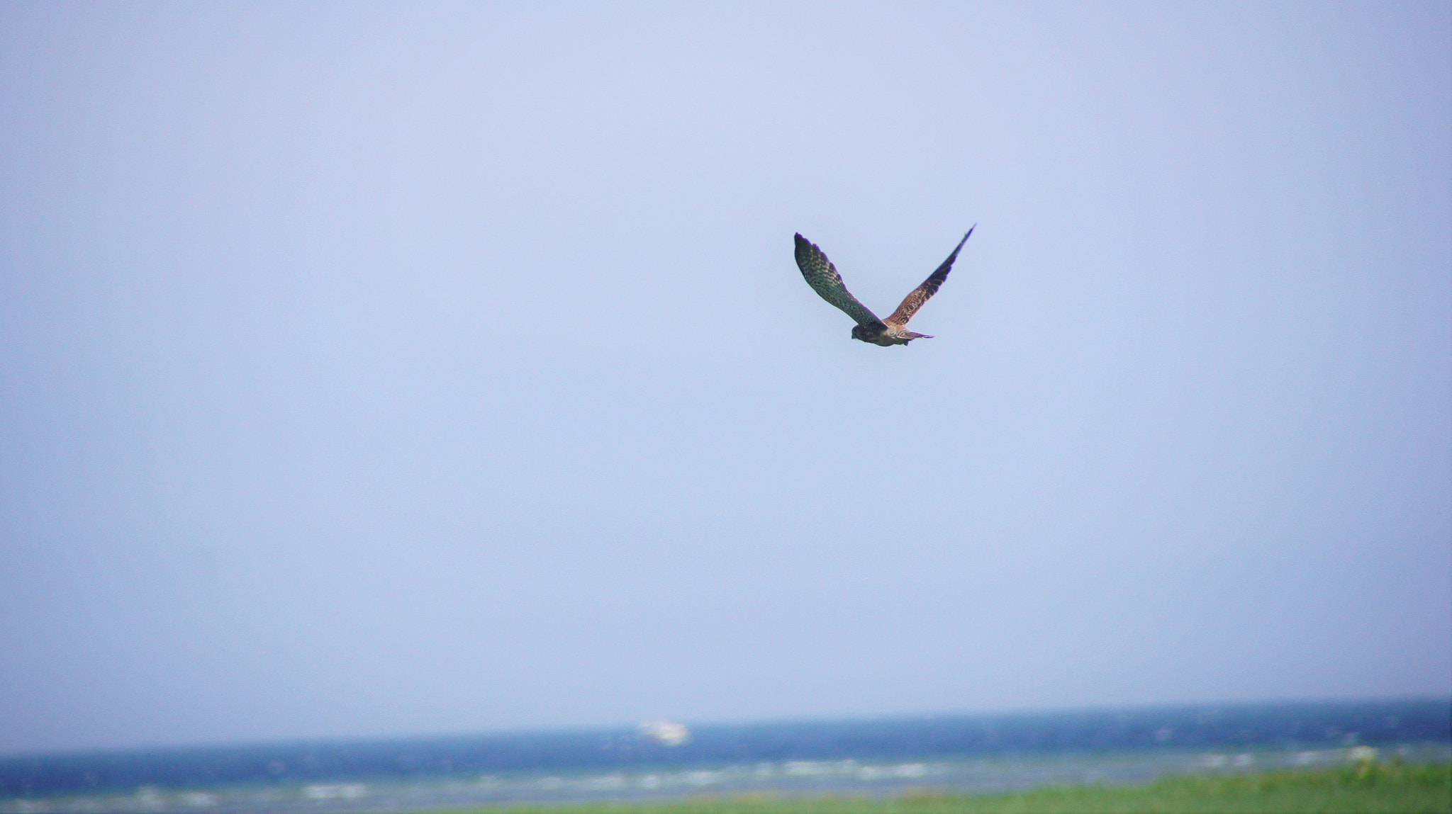 Sony SLT-A33 sample photo. Kestrel photography