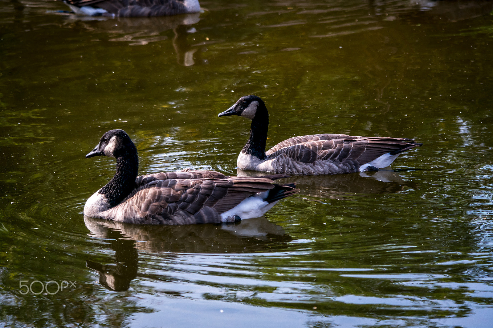 Samsung NX1000 + Samsung NX 50-200mm F4-5.6 ED OIS sample photo. Canada geese photography