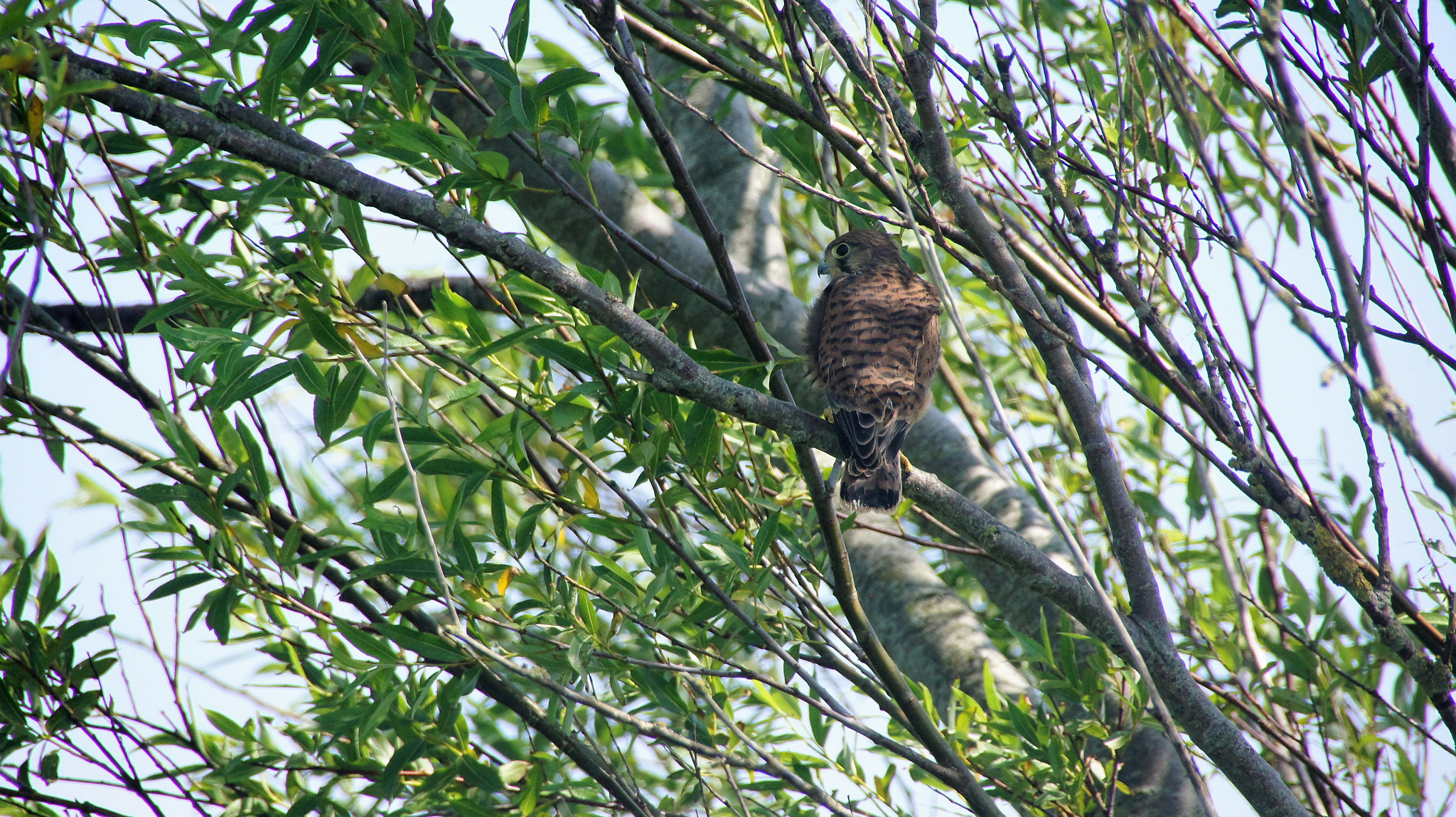 Sony SLT-A33 sample photo. Kestrel photography