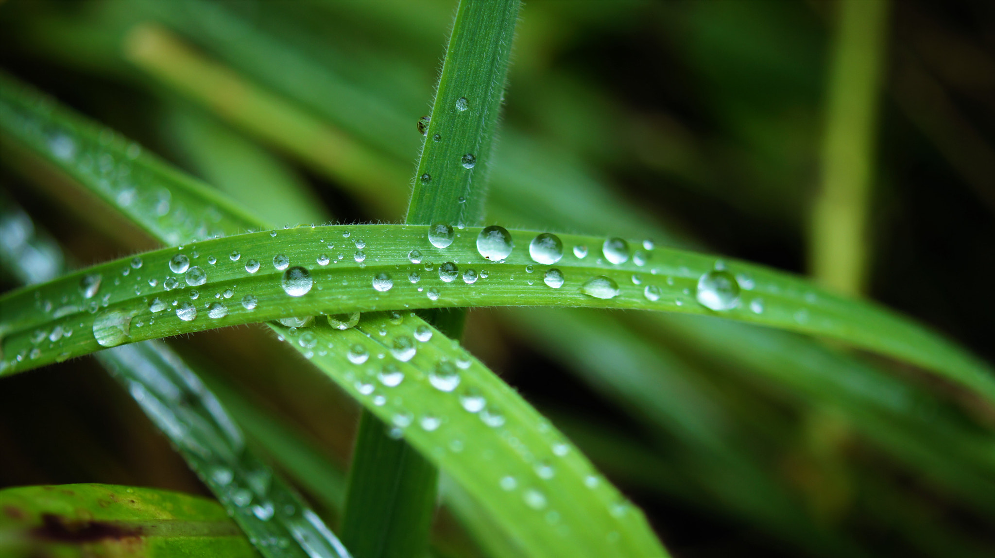 Sony DT 30mm F2.8 Macro SAM sample photo. Water droplets photography