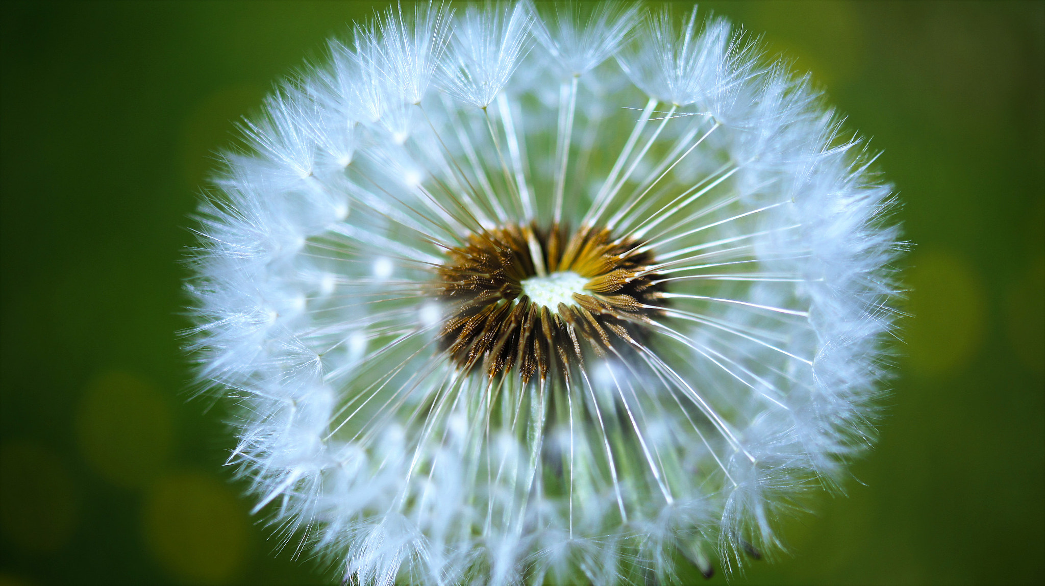 Sony DT 30mm F2.8 Macro SAM sample photo. Dandelion photography