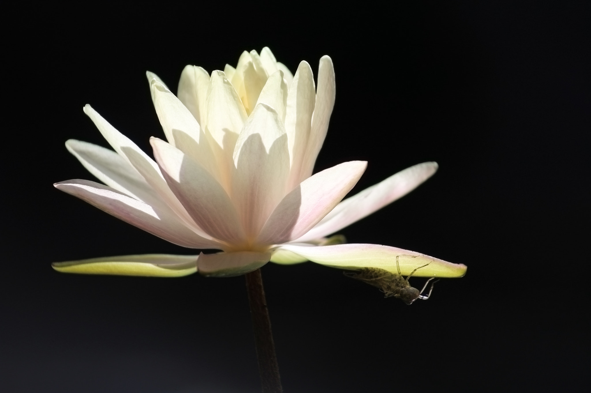 Canon EF75-300mm f/4-5.6 sample photo. The hiding place photography