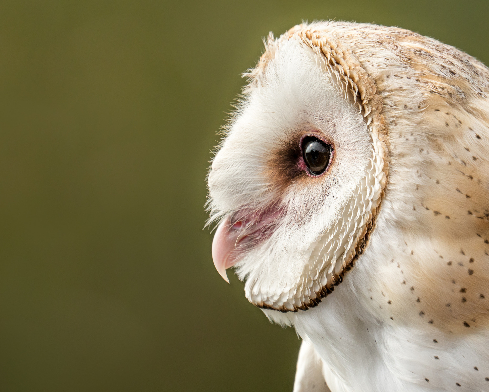 Sony FE 70-300mm F4.5-5.6 G OSS sample photo. Barn owl ii photography