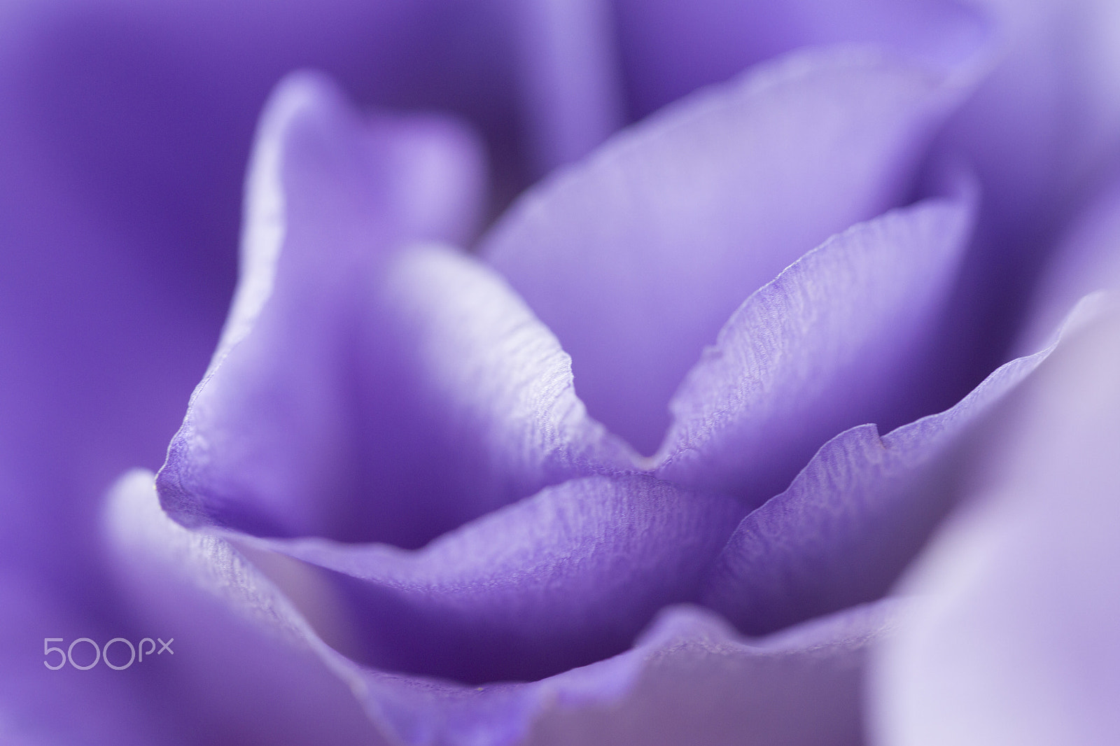 Sony a99 II sample photo. Delicate petals photography