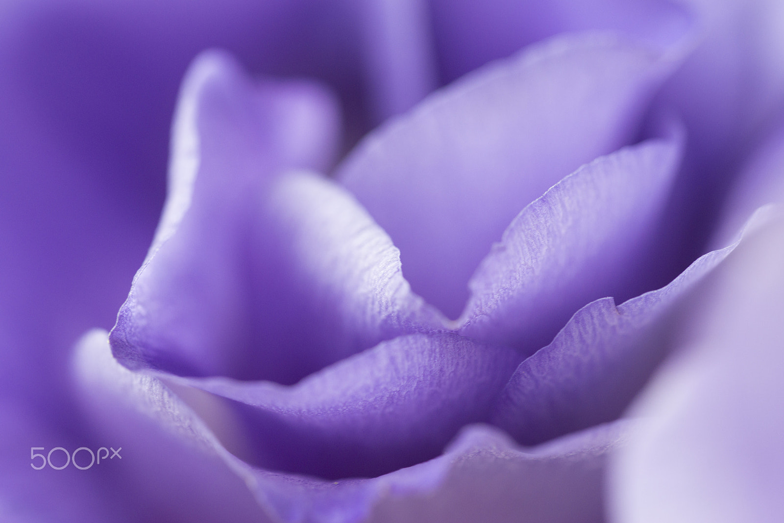 Sony a99 II + 150mm F2.8 sample photo. Delicate petals photography